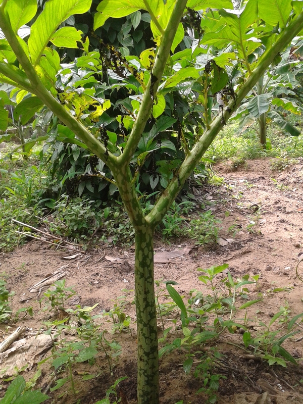 Yams Elephant foot yam Leaves drying