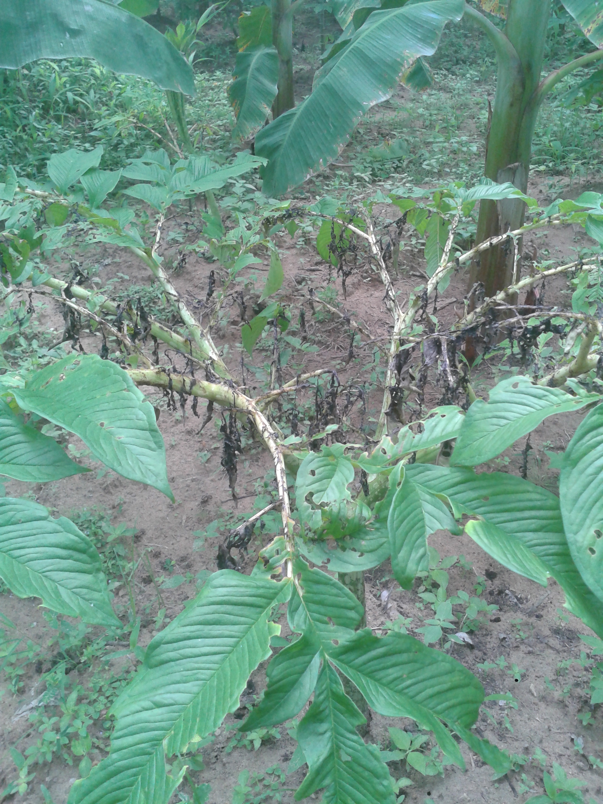 Yams Elephant foot yam Leaves drying