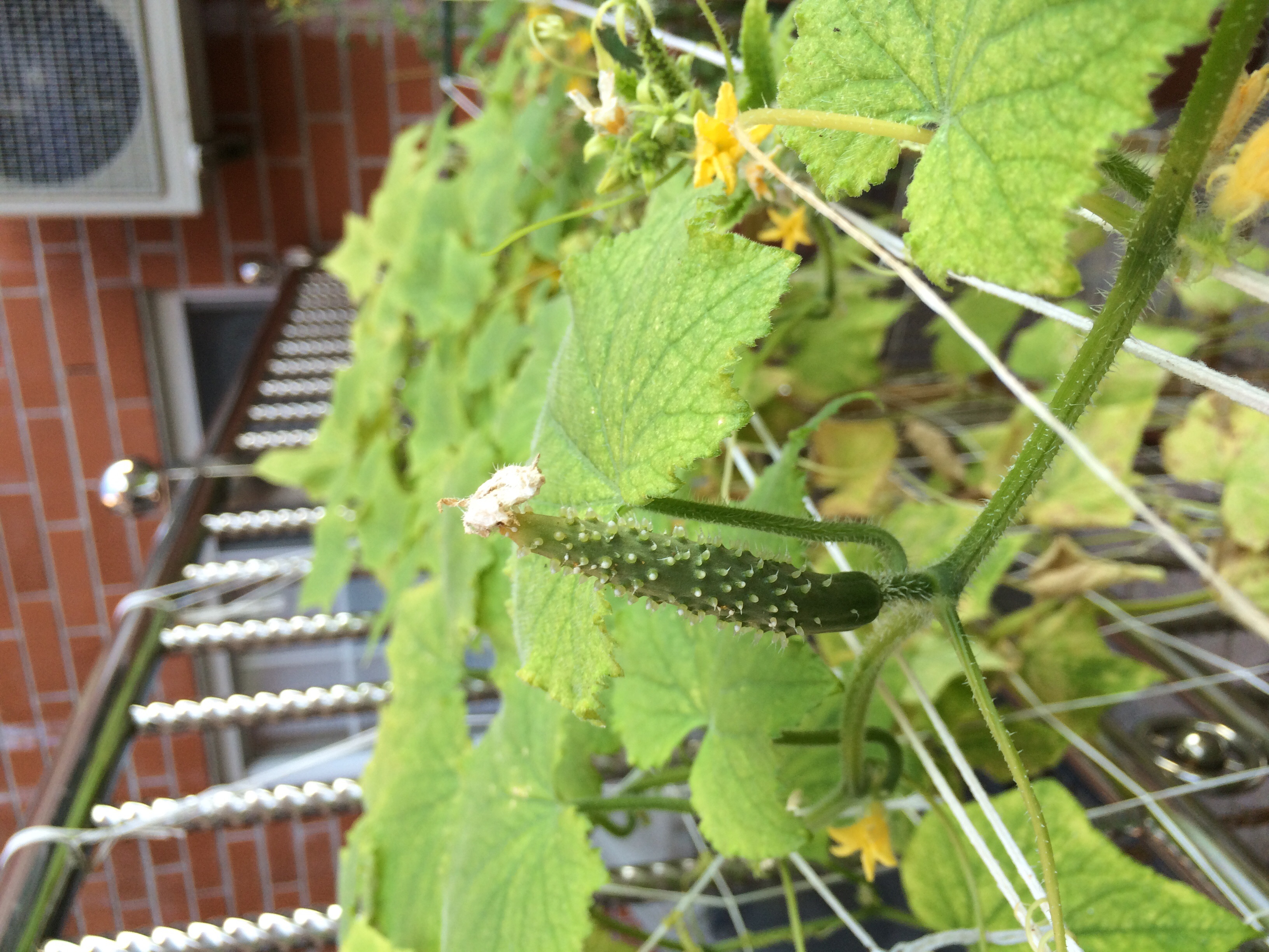 Cucumber Drying leaves on (lemon) cucumber plants