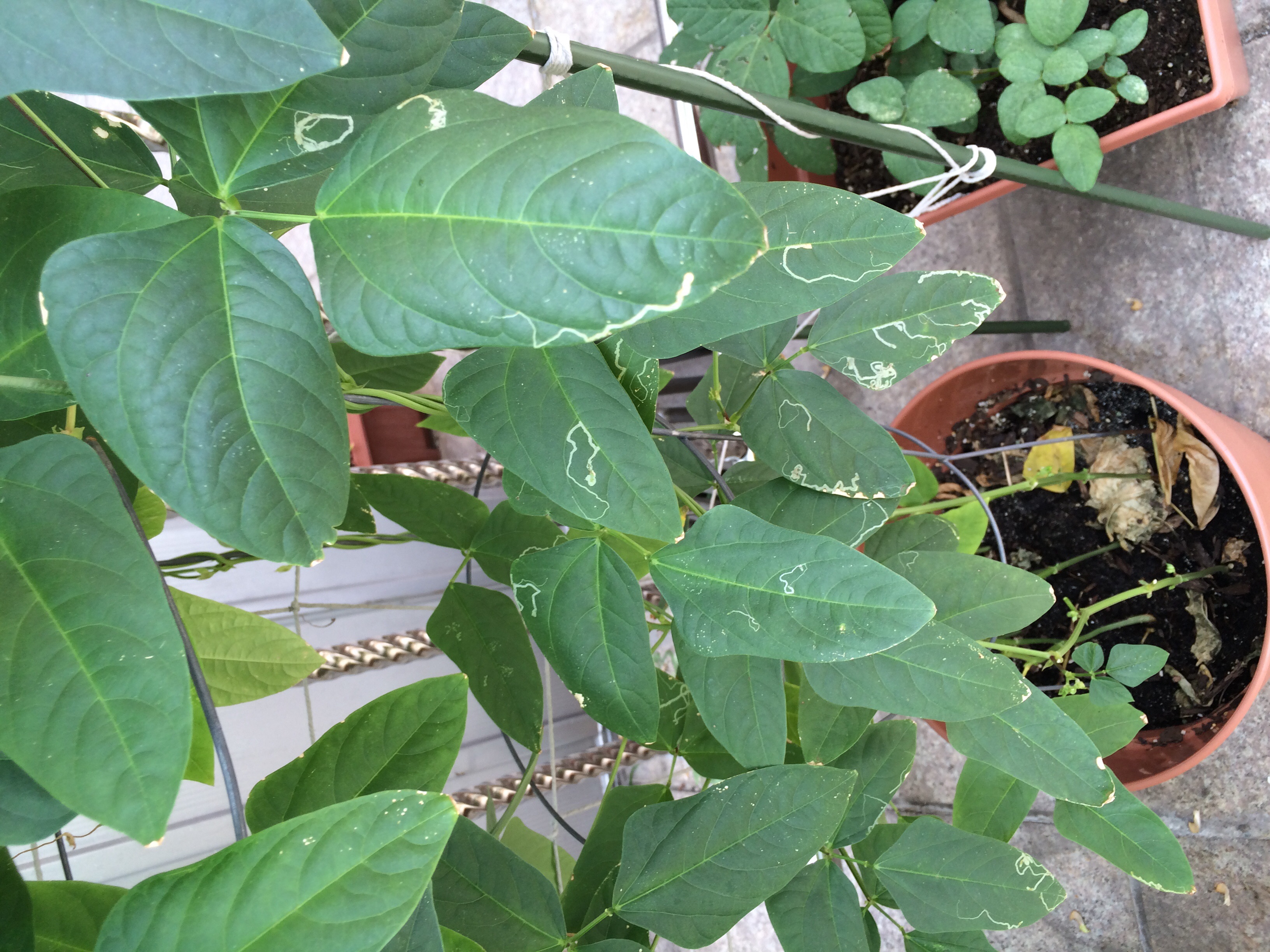 Bean Brown Spots And White Lines On My Bean Plants