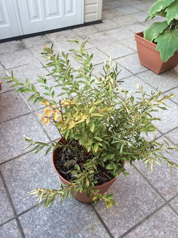 Blueberry Leaves are turning yellow and drying out