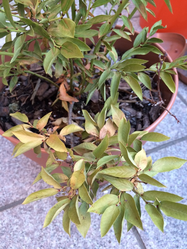 Blueberry Leaves are turning yellow and drying out