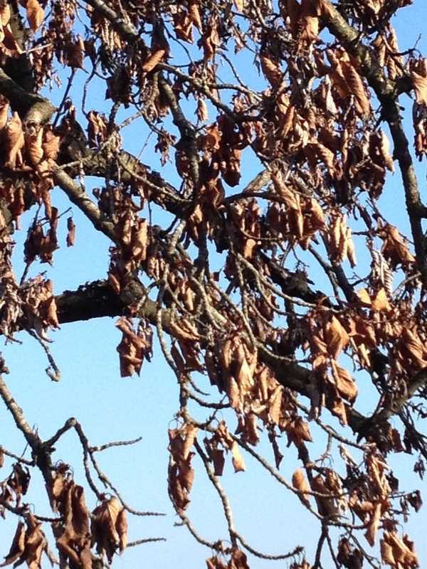 Cherry (including sour) Cherrytree disease