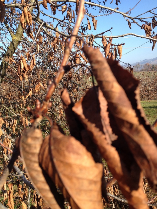Cherry (including sour) Cherrytree disease