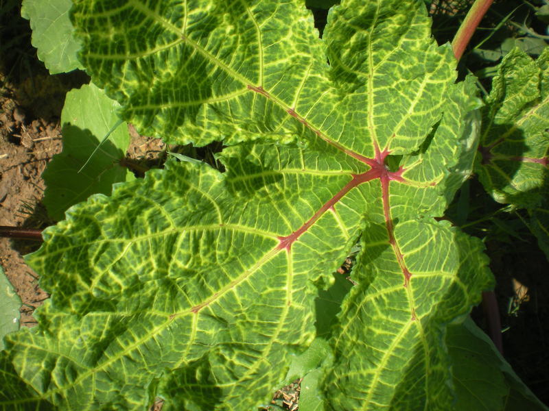 Okra Diseases and Pests, Description, Uses, Propagation