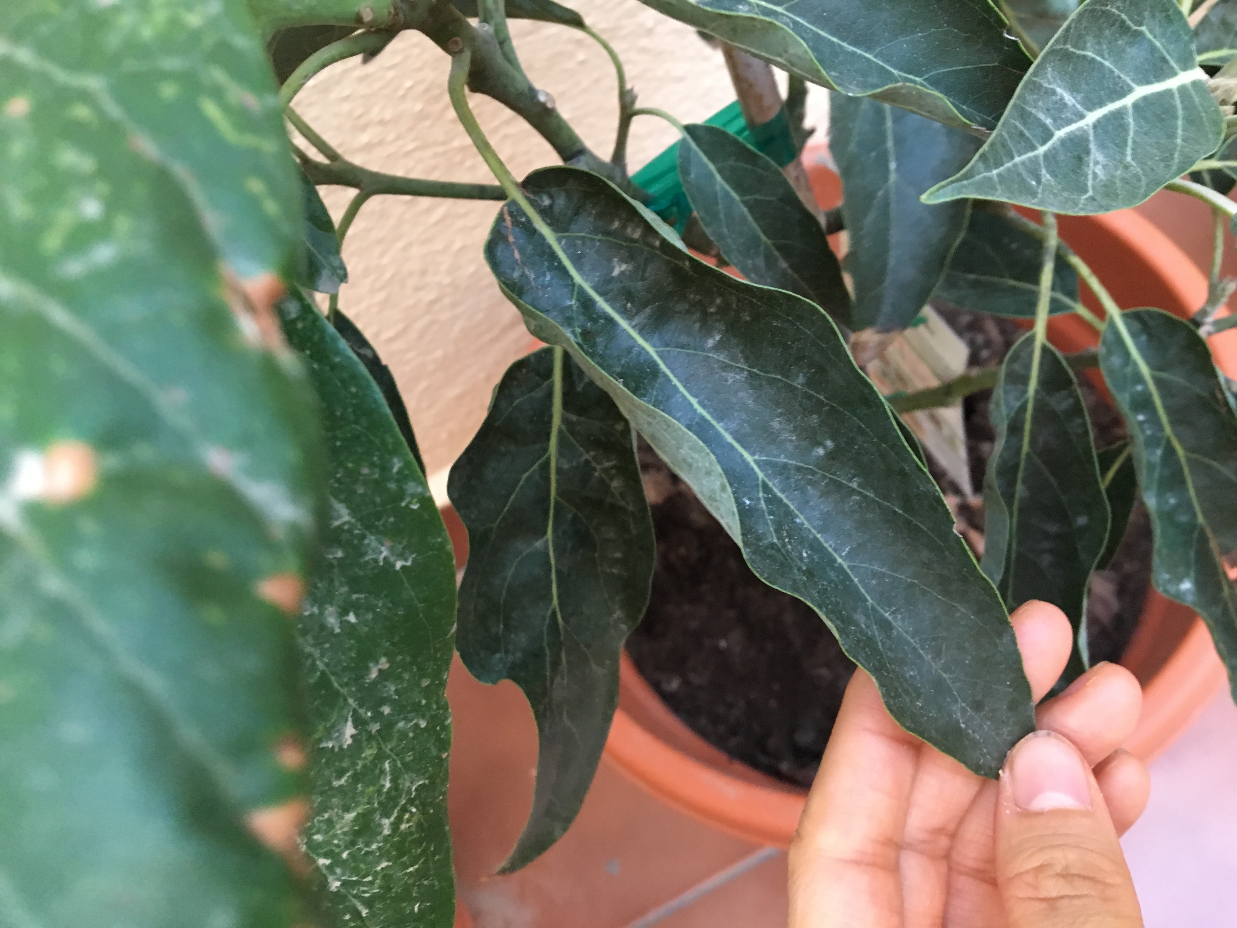 Avocado Curled leaves
