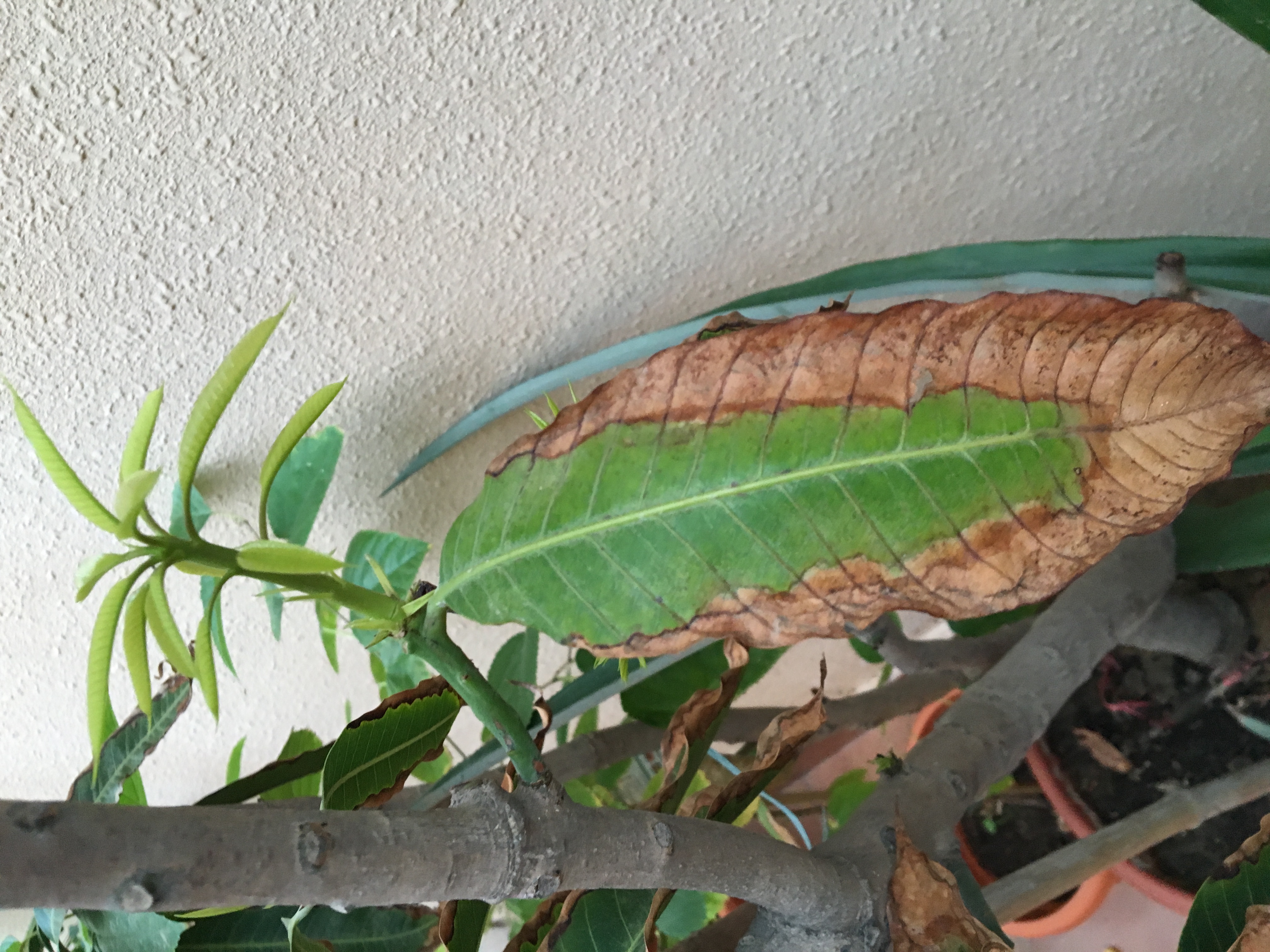 Mango Leaves drying on edges
