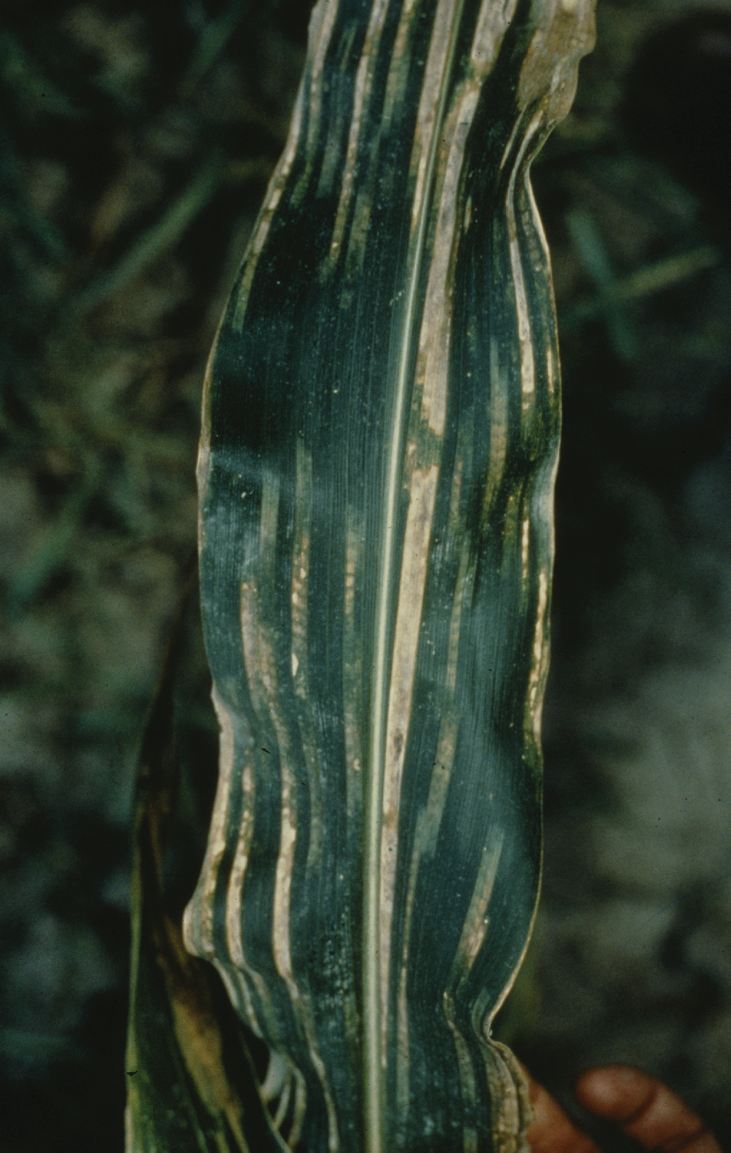 Maize (corn) Diseases and Pests, Description, Uses, Propagation
