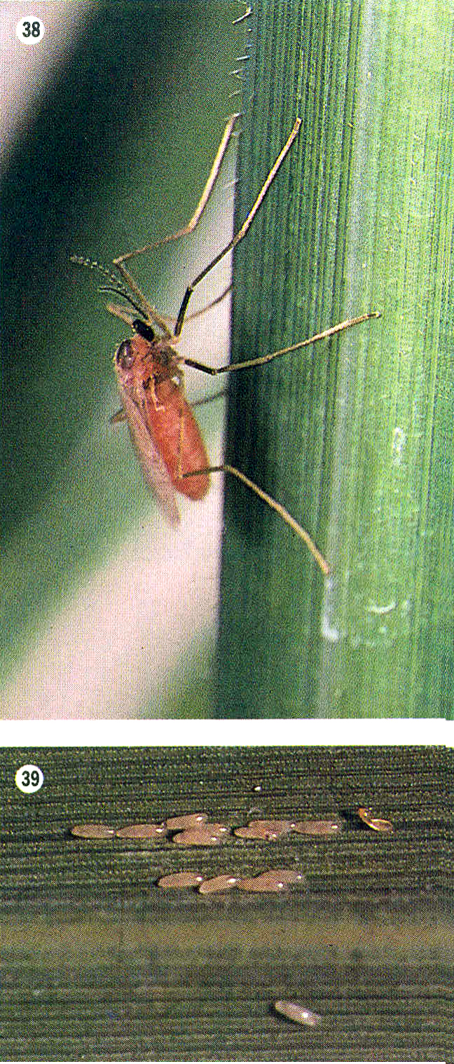 Rice Diseases and Pests, Description, Uses, Propagation