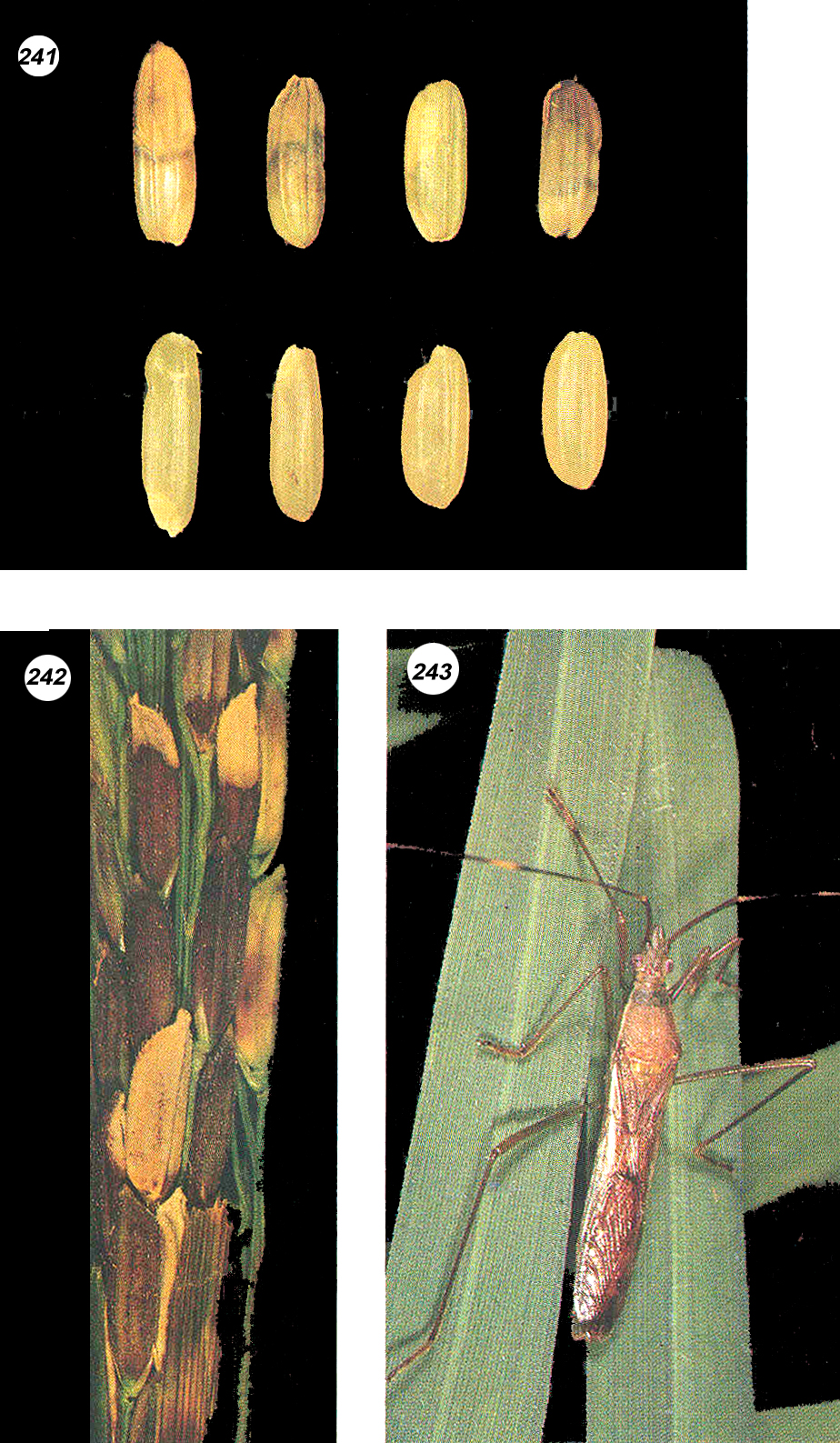 Rice Diseases and Pests, Description, Uses, Propagation