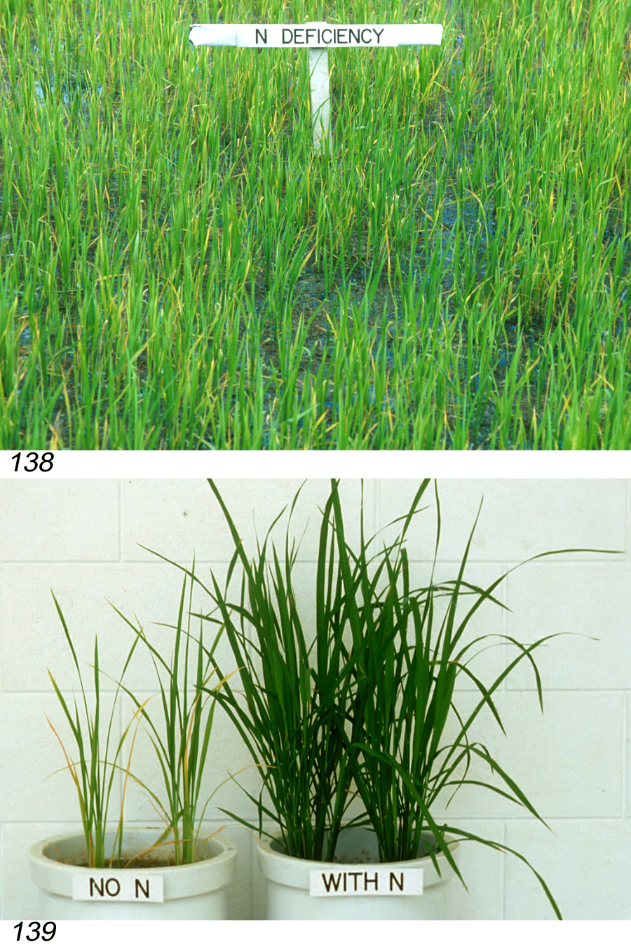 Rice Diseases and Pests, Description, Uses, Propagation