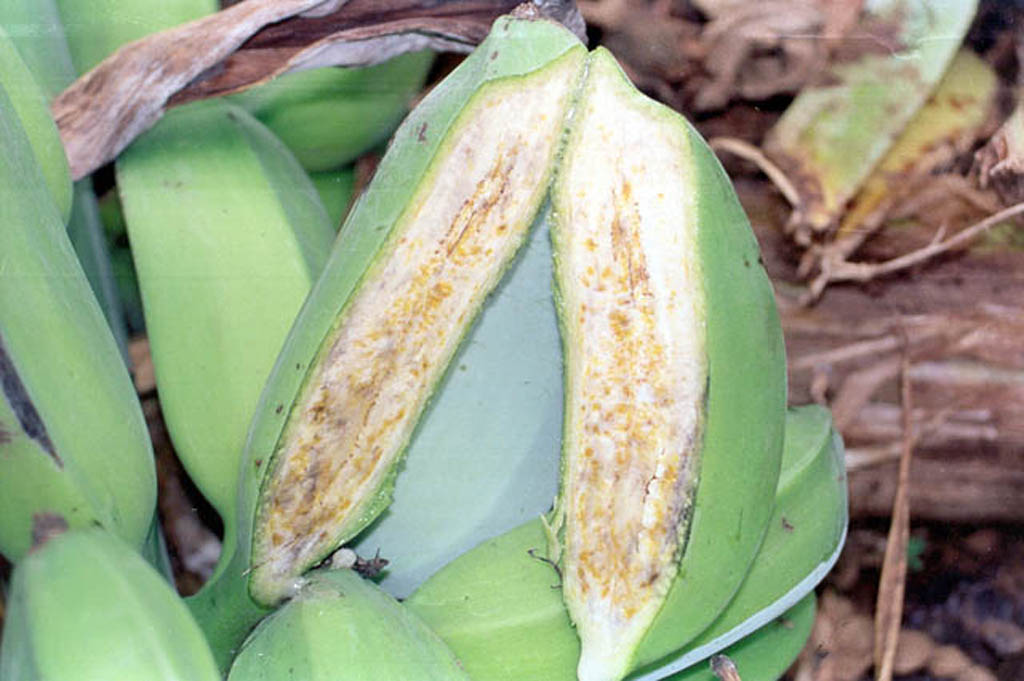 Banana Diseases and Pests, Description, Uses, Propagation