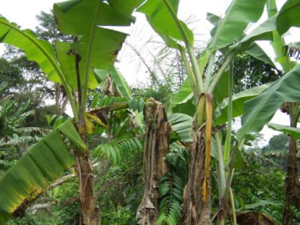 Banana Diseases and Pests, Description, Uses, Propagation