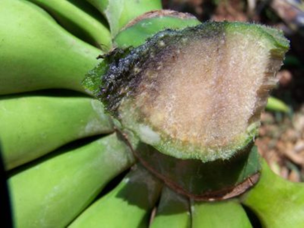 Banana Diseases and Pests, Description, Uses, Propagation