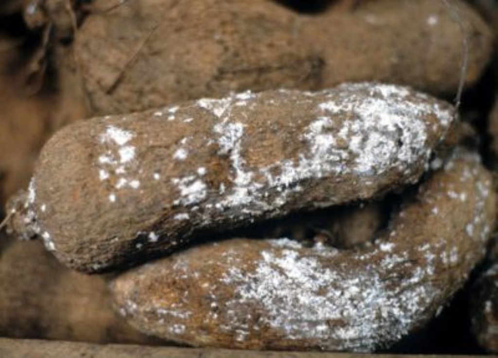 Yams Diseases and Pests, Description, Uses, Propagation