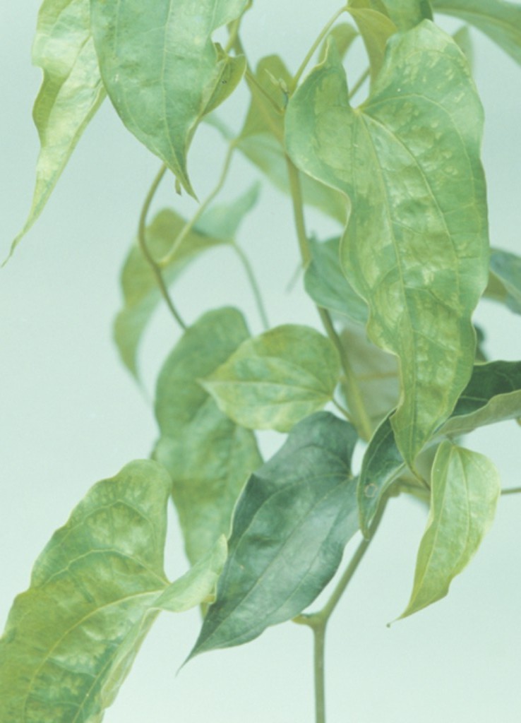 Yams Diseases and Pests, Description, Uses, Propagation