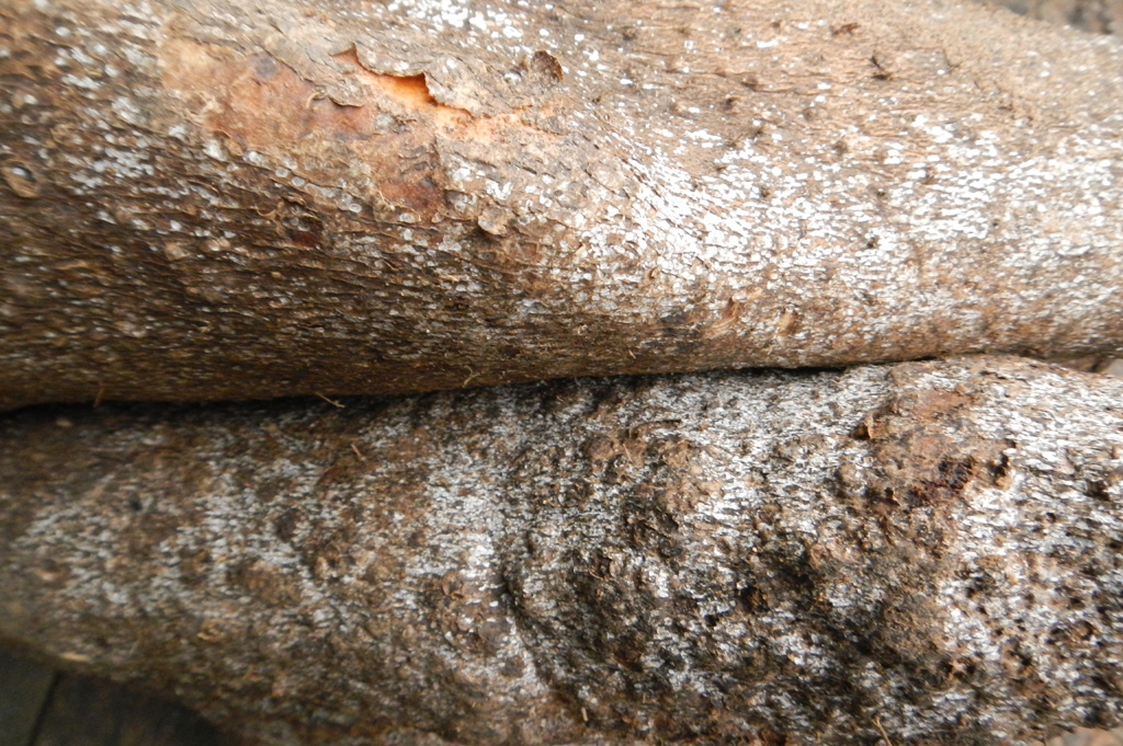 Yams Diseases and Pests, Description, Uses, Propagation