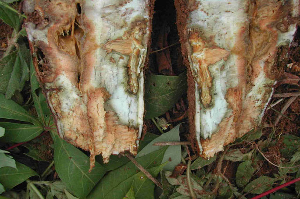 Cassava (manioc) Diseases and Pests, Description, Uses, Propagation