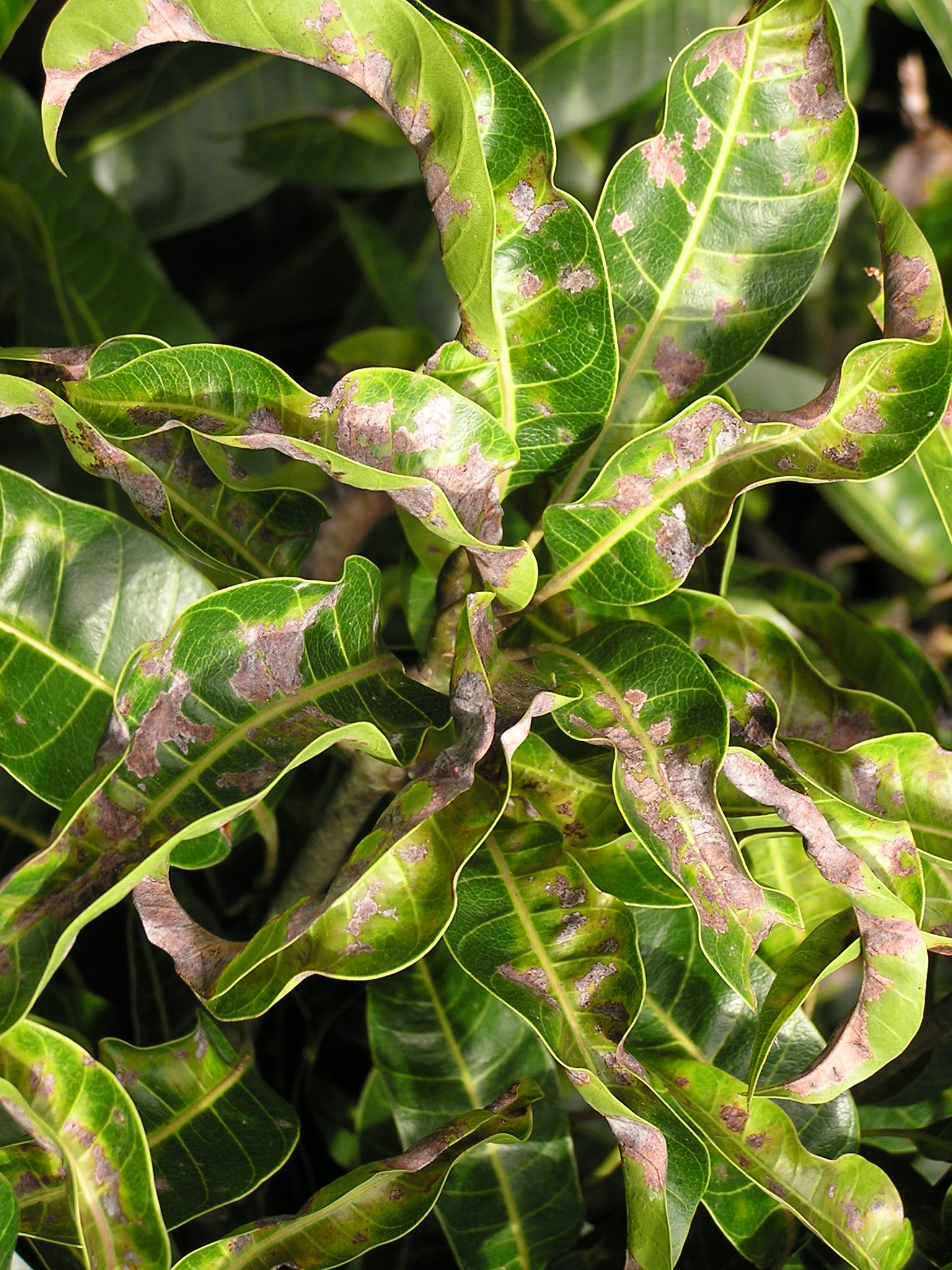 Mango Diseases and Pests, Description, Uses, Propagation