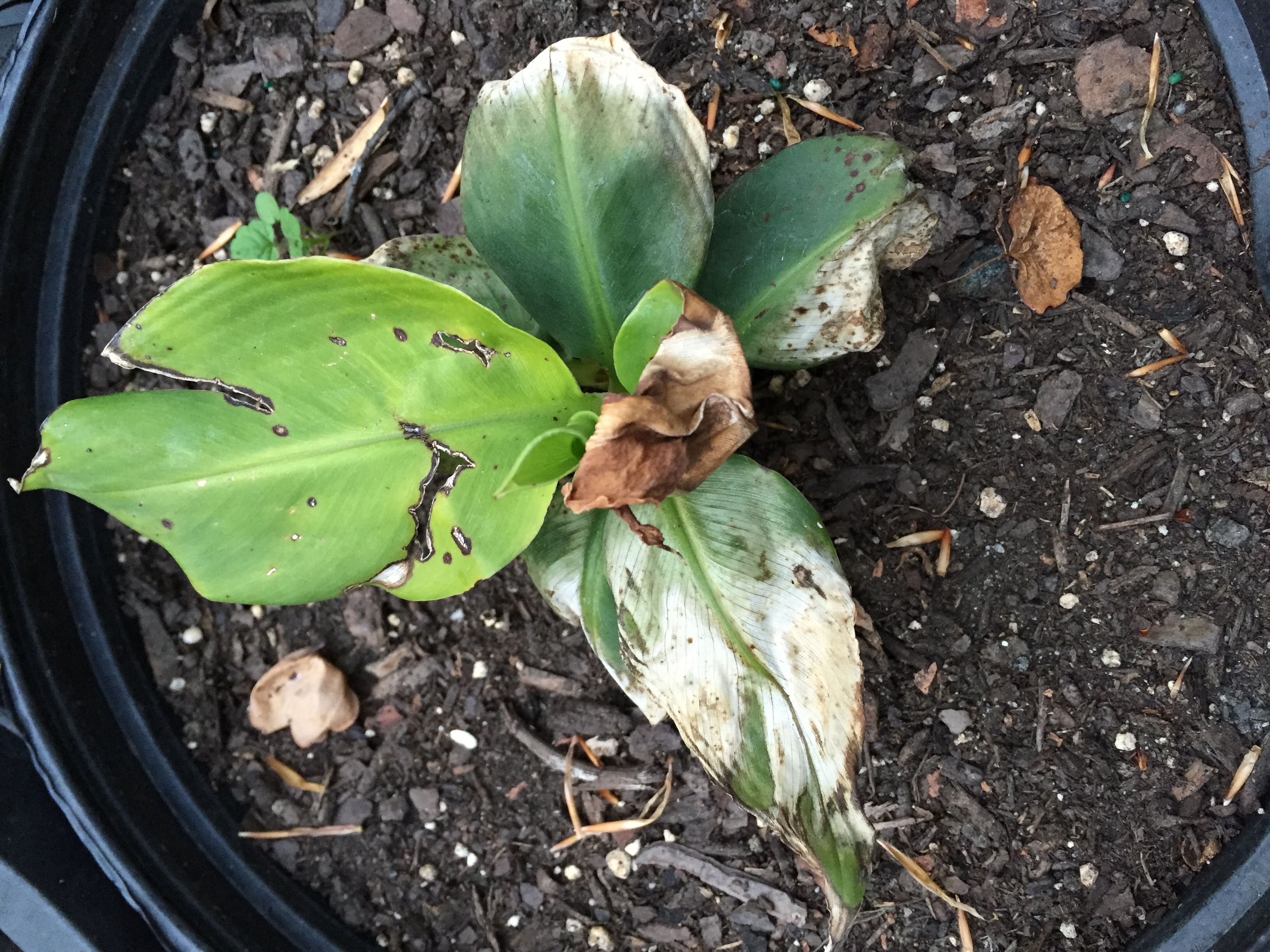 Banana Wilting White/Brown Leaves on Banana Plant