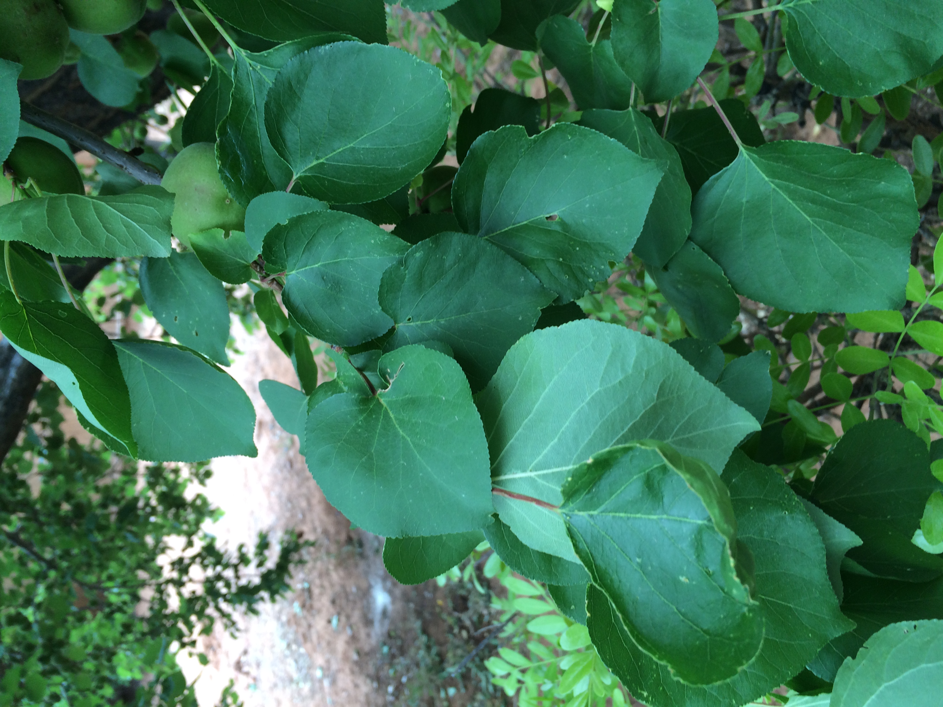 Apricot Can you identify these spots on apricots and help me to treat