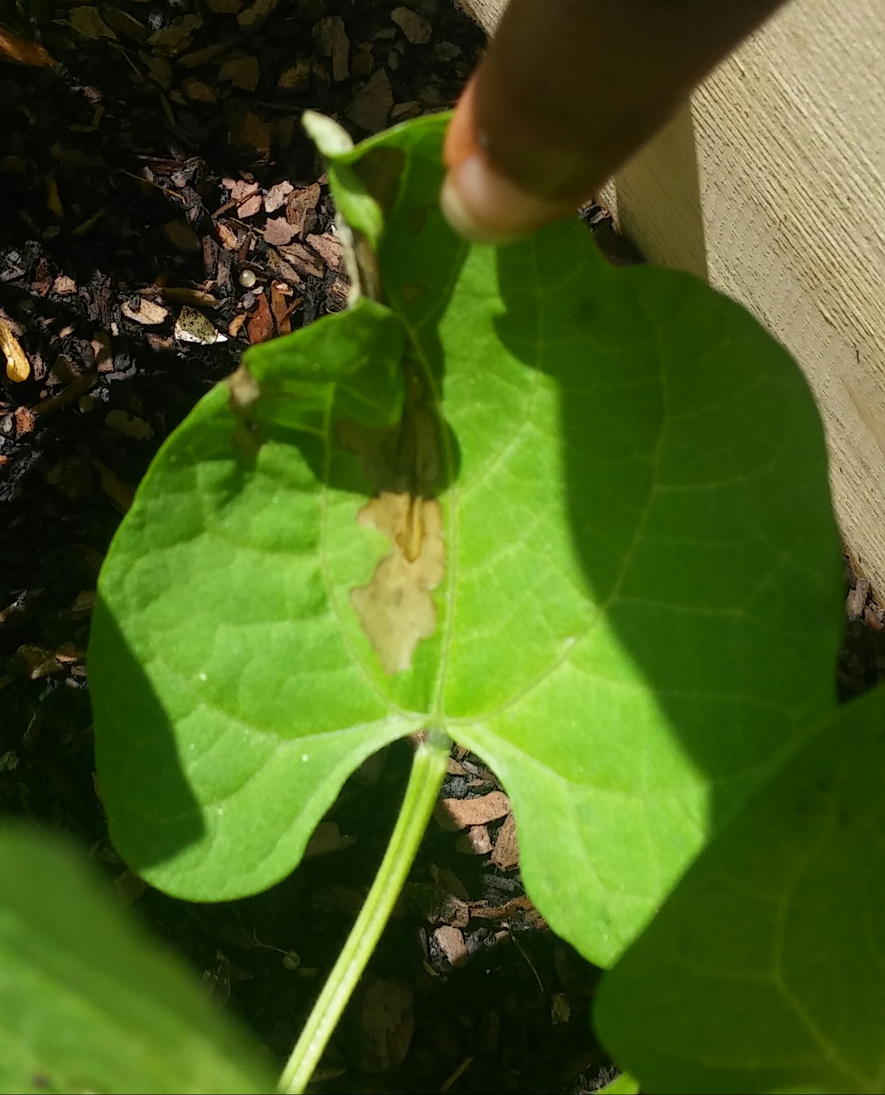 Bean What is going on with my bean plants?
