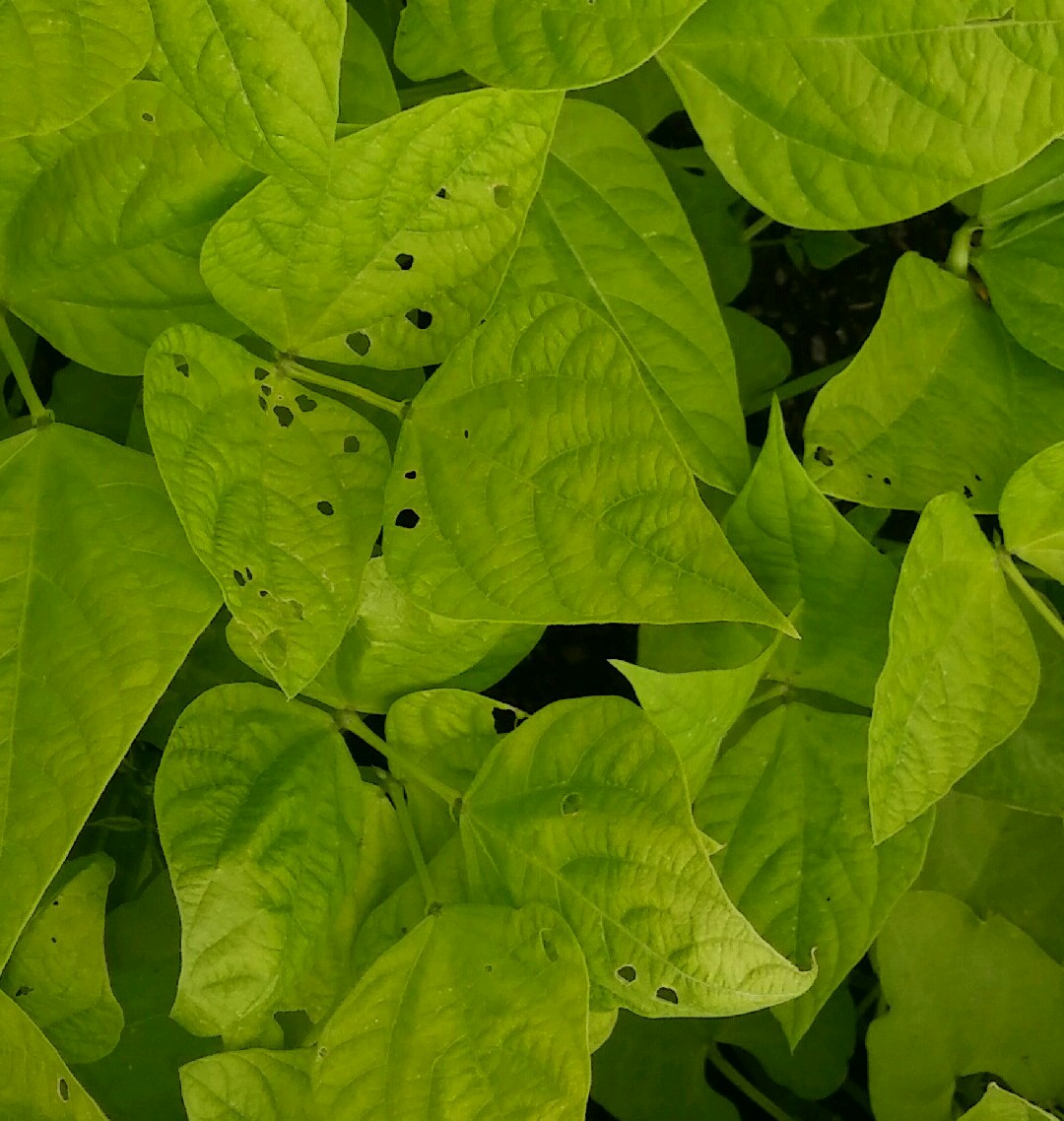 Bean What are these bugs on my bean plants?