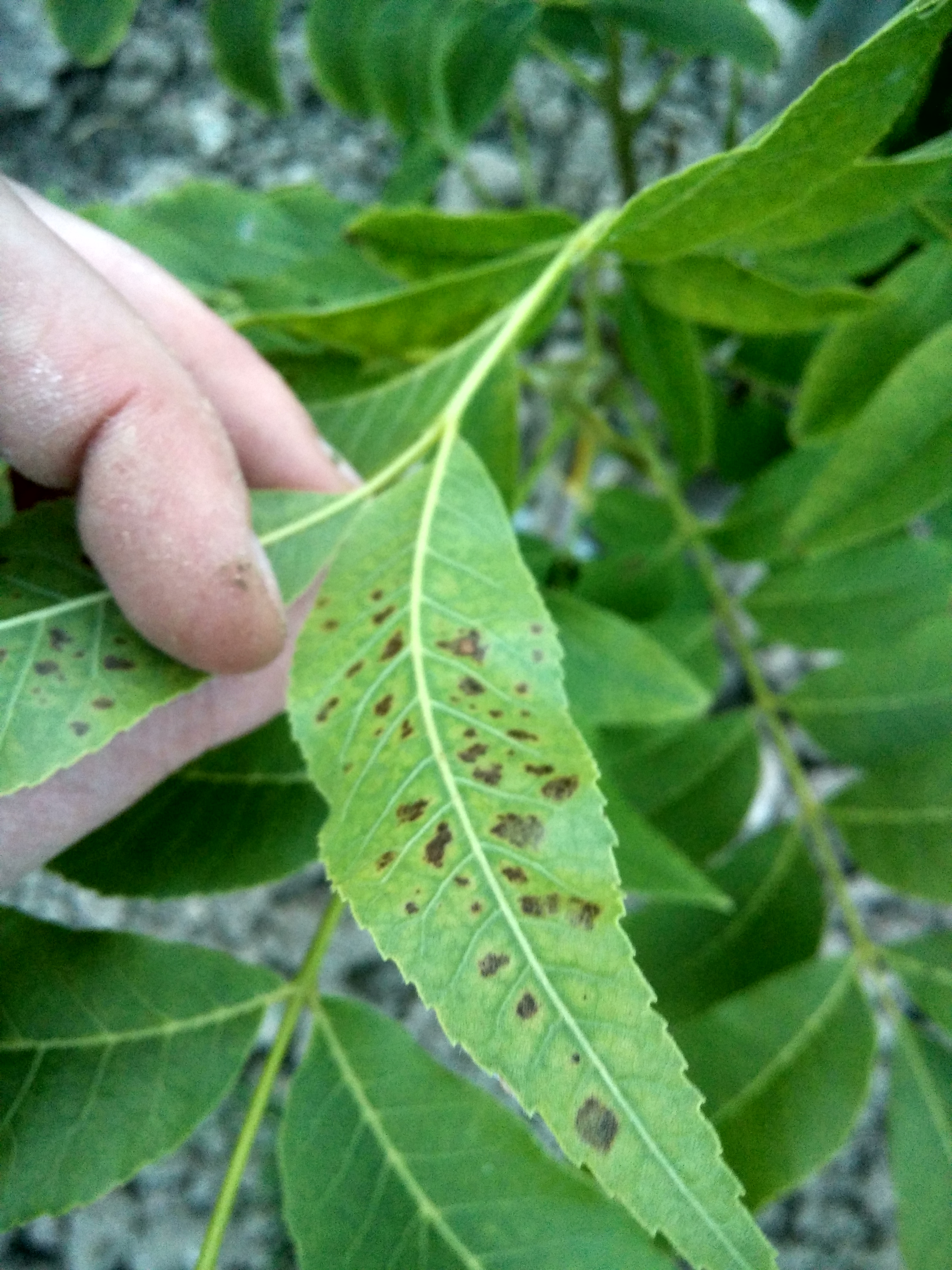 Pecan What are these spots on my pecan leaves?