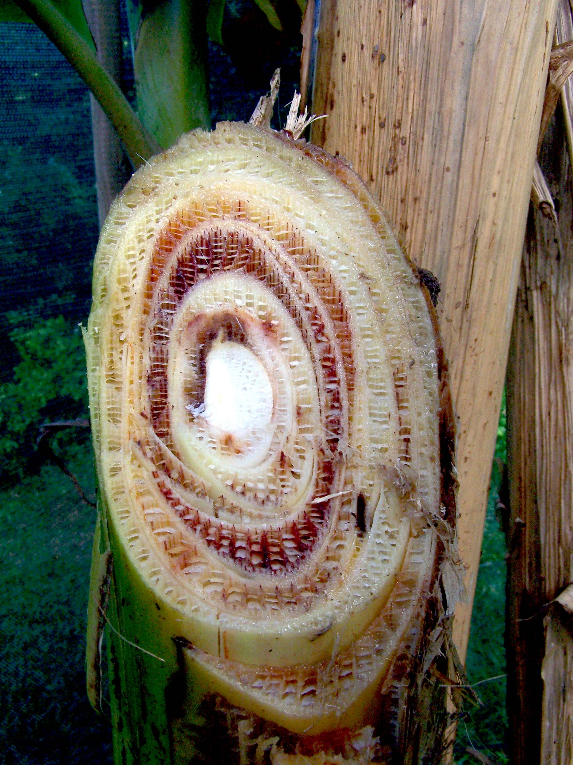 Banana Diseases and Pests, Description, Uses, Propagation