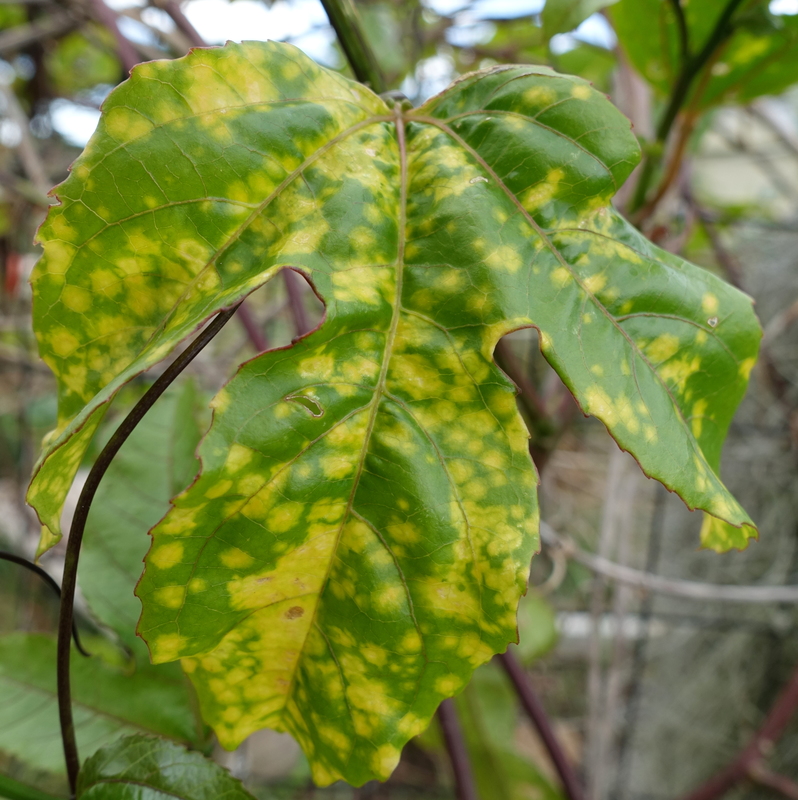 General Is this CMV virus on my passion fruit plant?