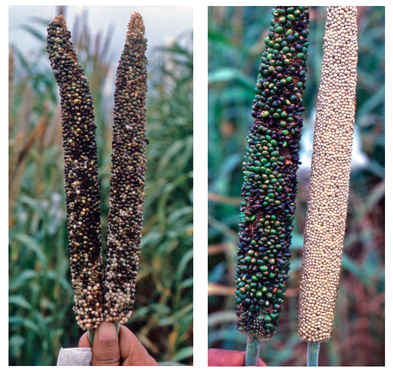 Pearl Millet Diseases and Pests, Description, Uses, Propagation