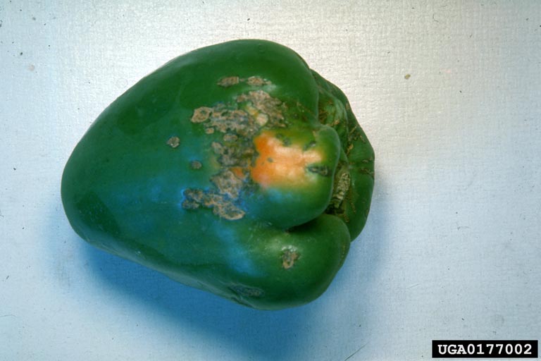 Chilli Pepper Diseases and Pests, Description, Uses, Propagation