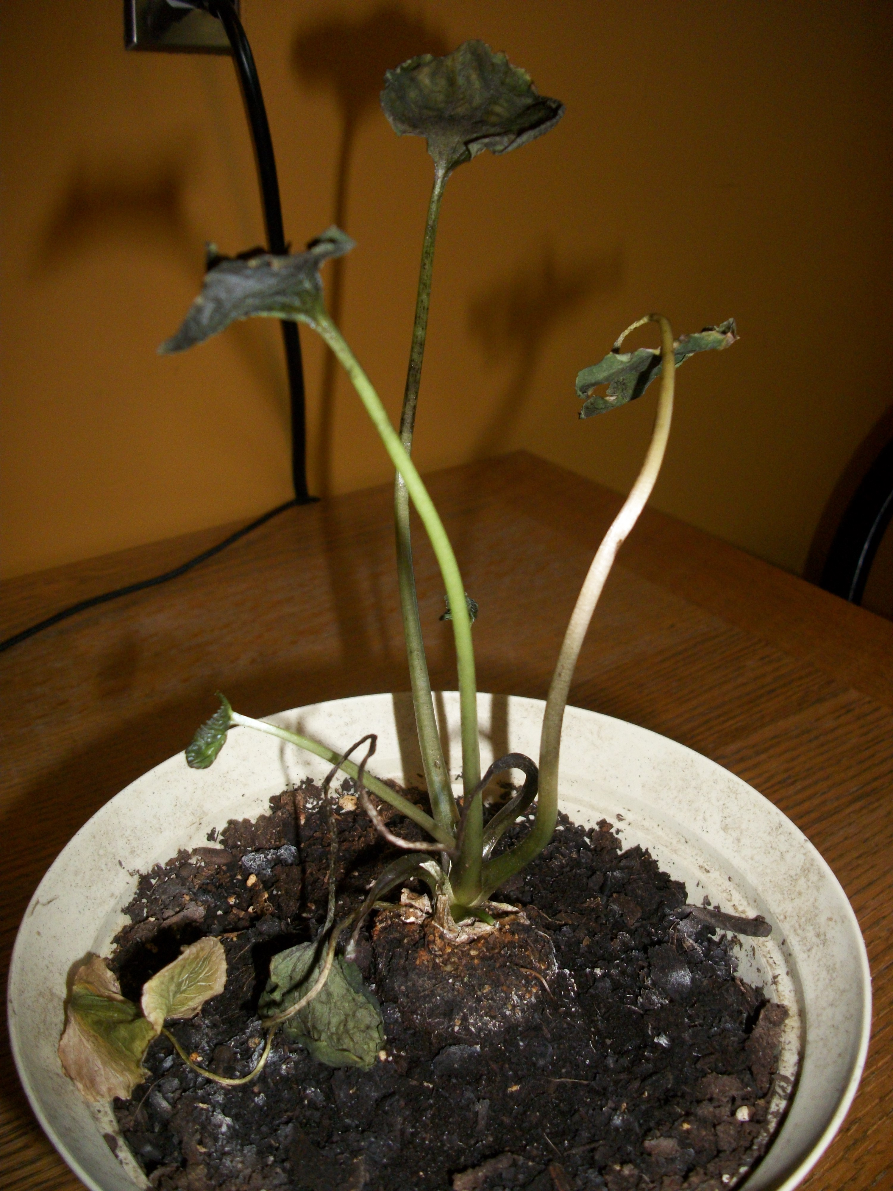Cress Wasabi leaves drying up and dying