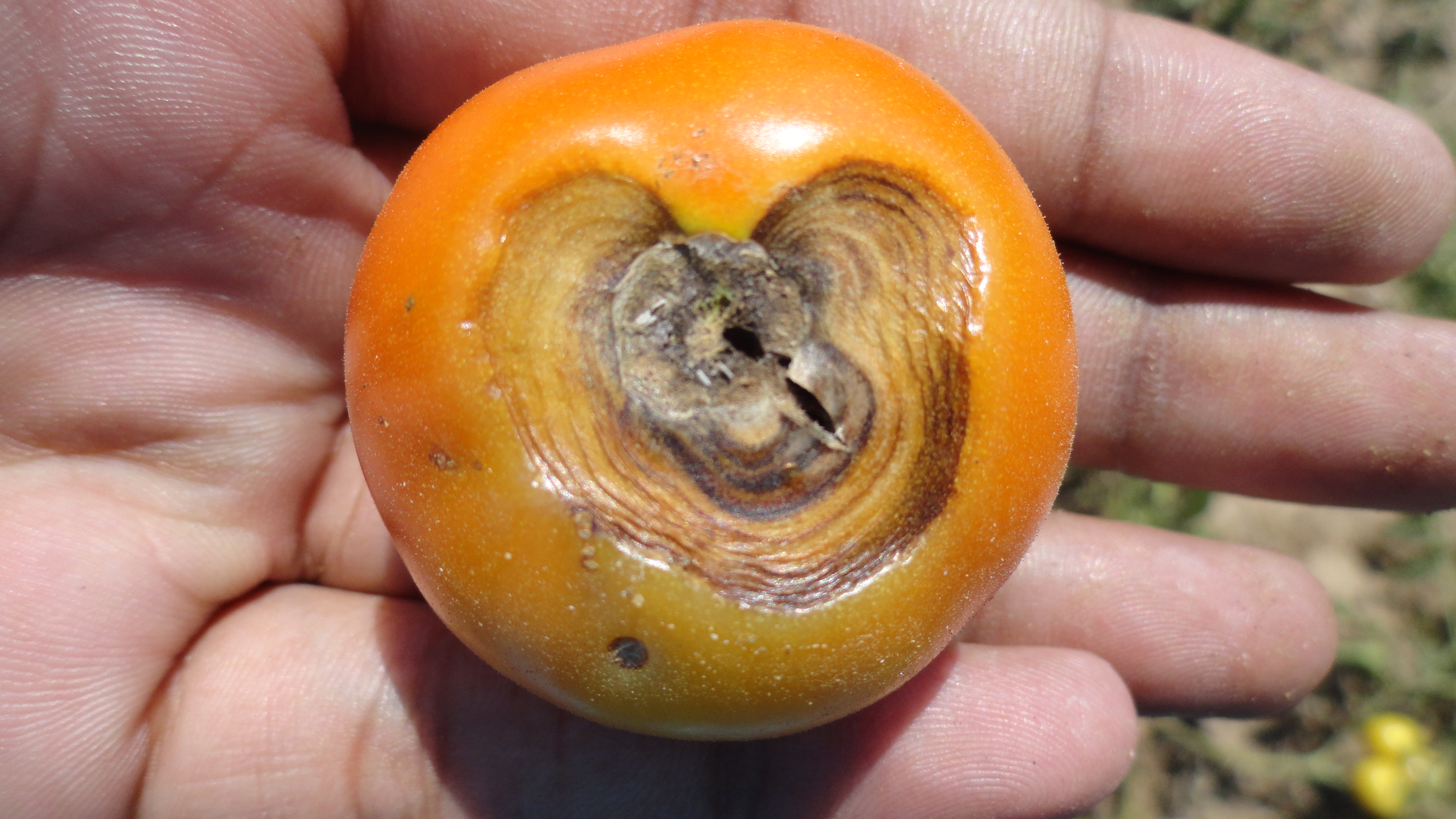Tomato | Infected tomato fruits
