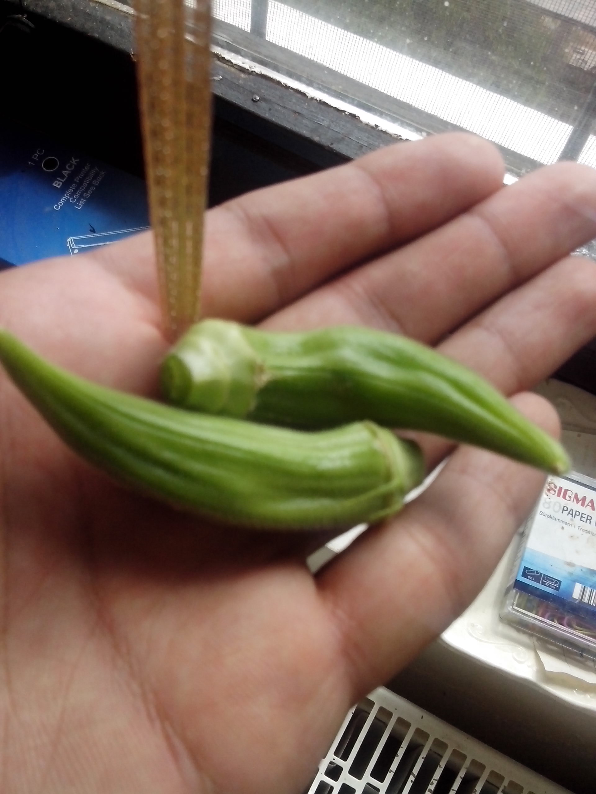 Okra Issue with red and black ants