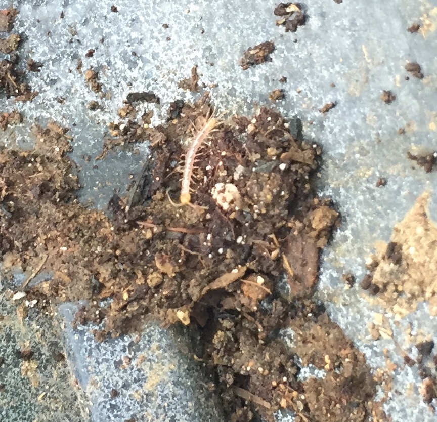General Worms in my basil & parsley pot