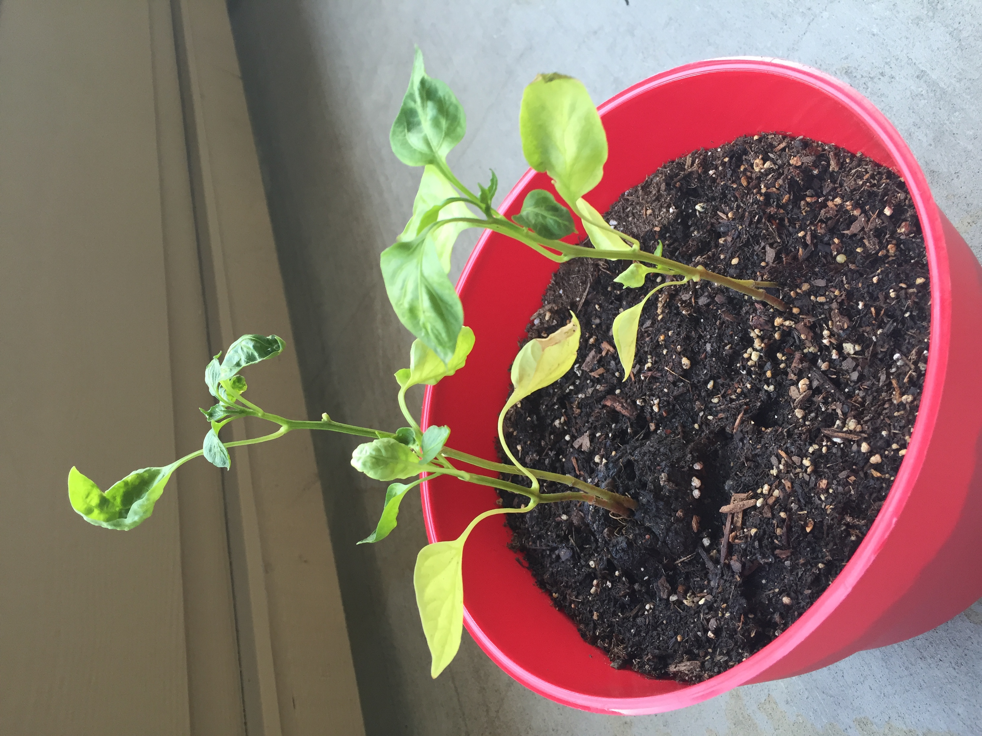 Pepper, bell Yellow and Curled Pepper leaves