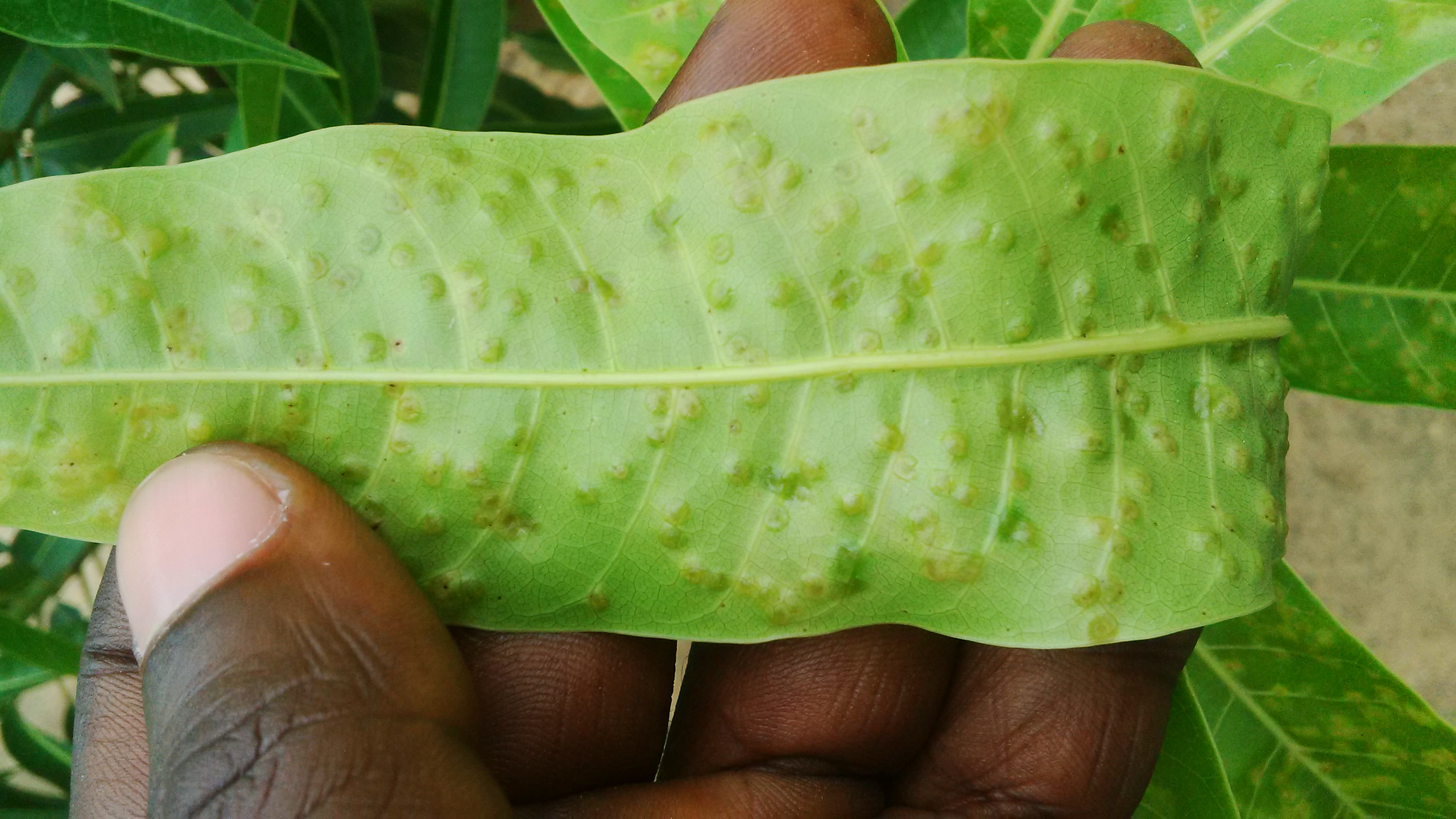 Mango SPOT ON MY MANGO LEAF!