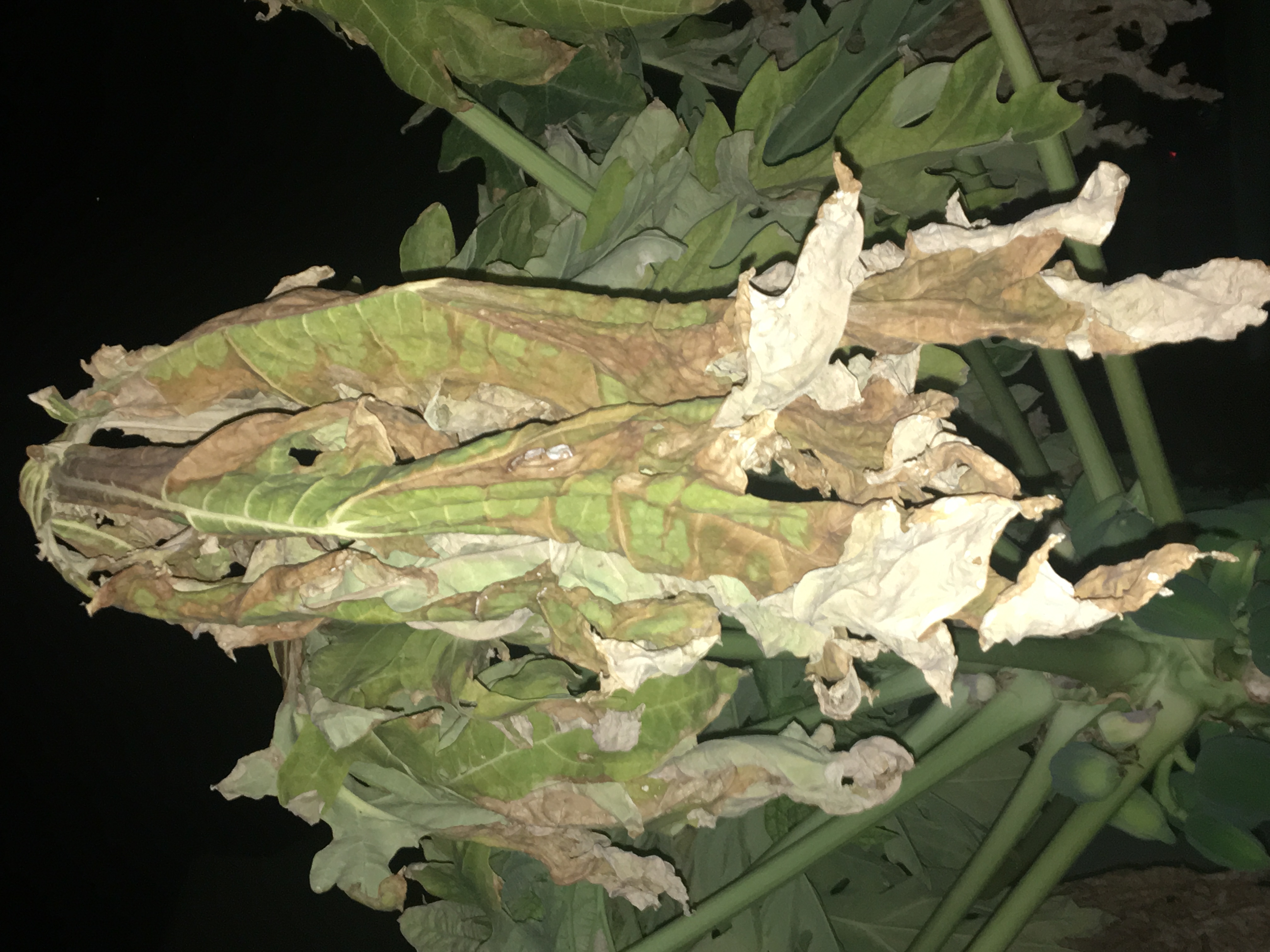 Papaya (pawpaw) Papaya Tree Leaves dying
