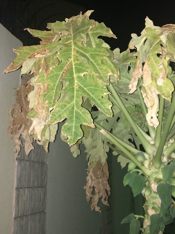 Papaya (pawpaw) Papaya Tree Leaves dying