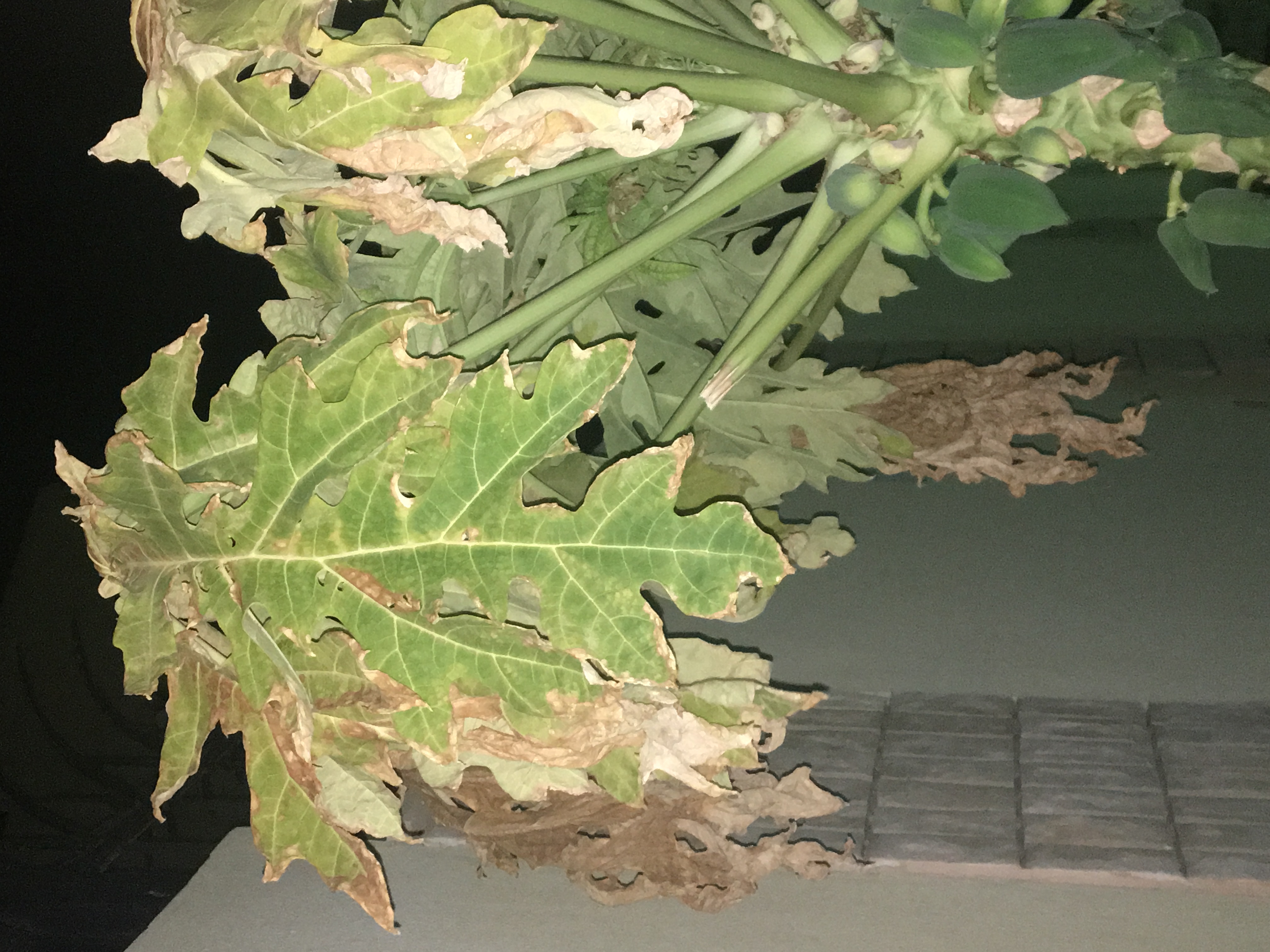 Papaya (pawpaw) Papaya Tree Leaves dying