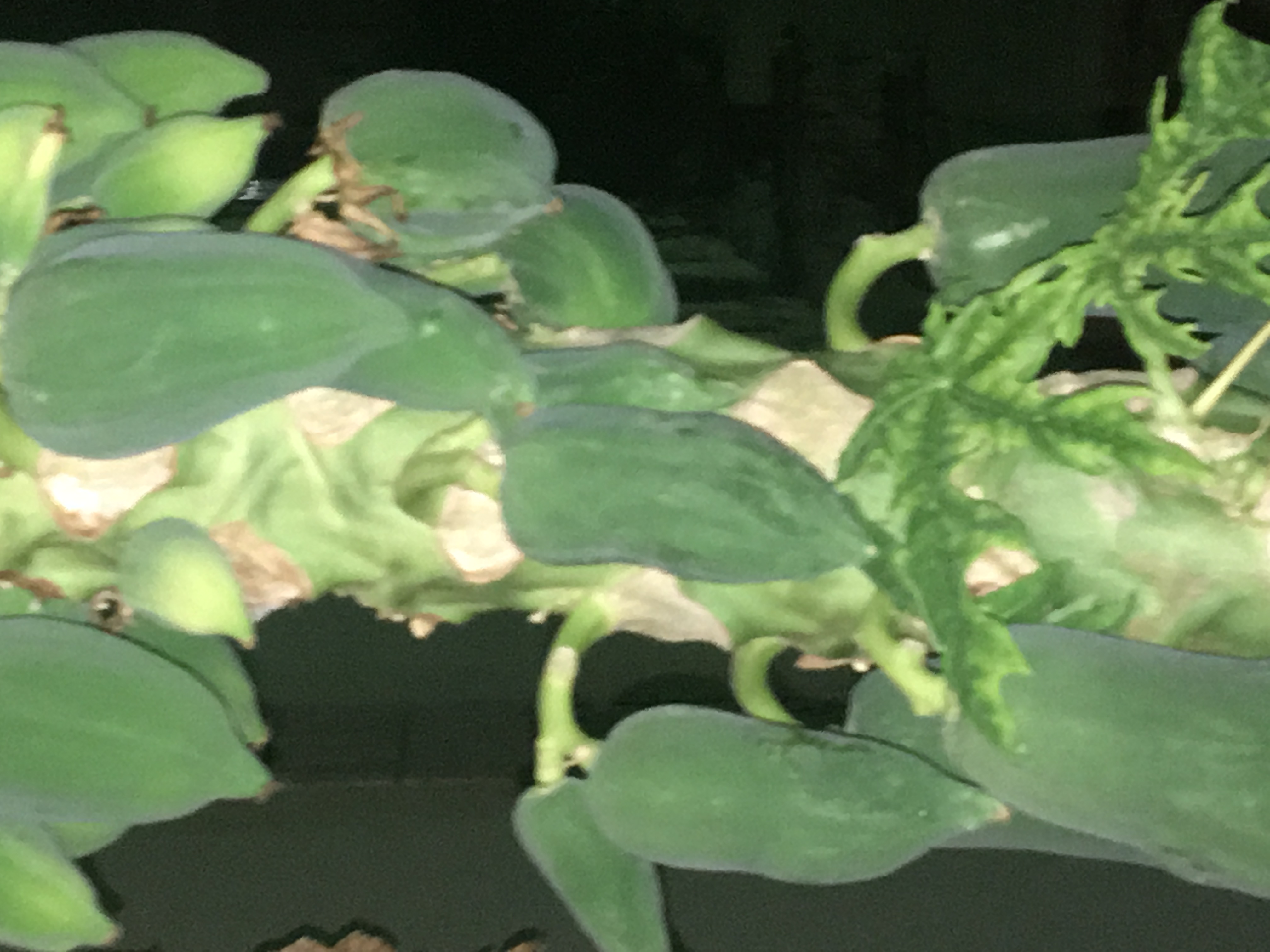 Papaya (pawpaw) Papaya Tree Leaves dying