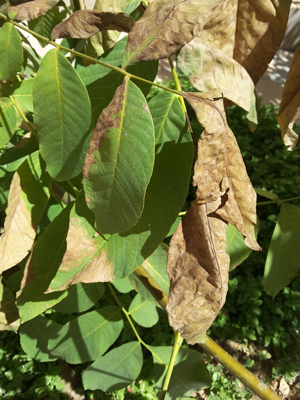 Walnut walnut tree leaves dry on tree