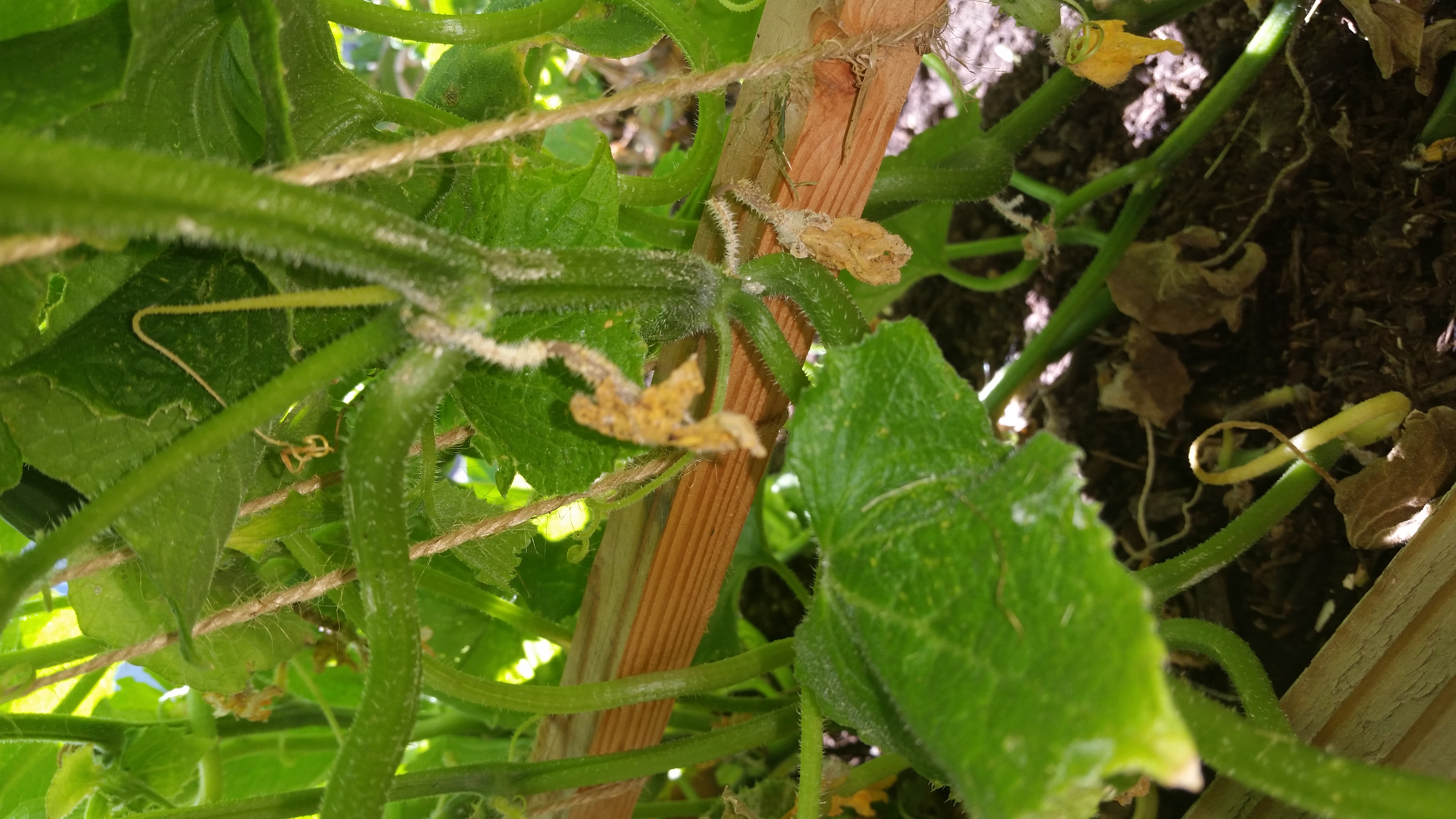 Cucumber Cucumbers are dying. Please help