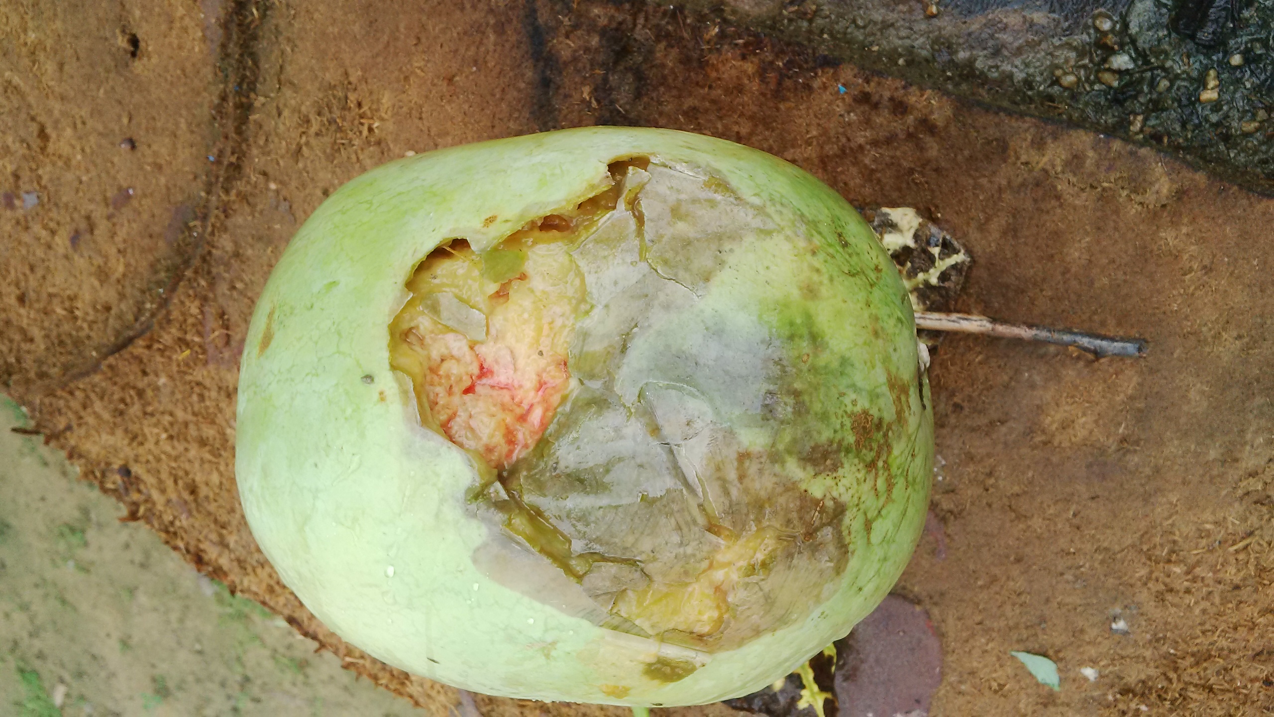 Watermelon WATERMELON ROT