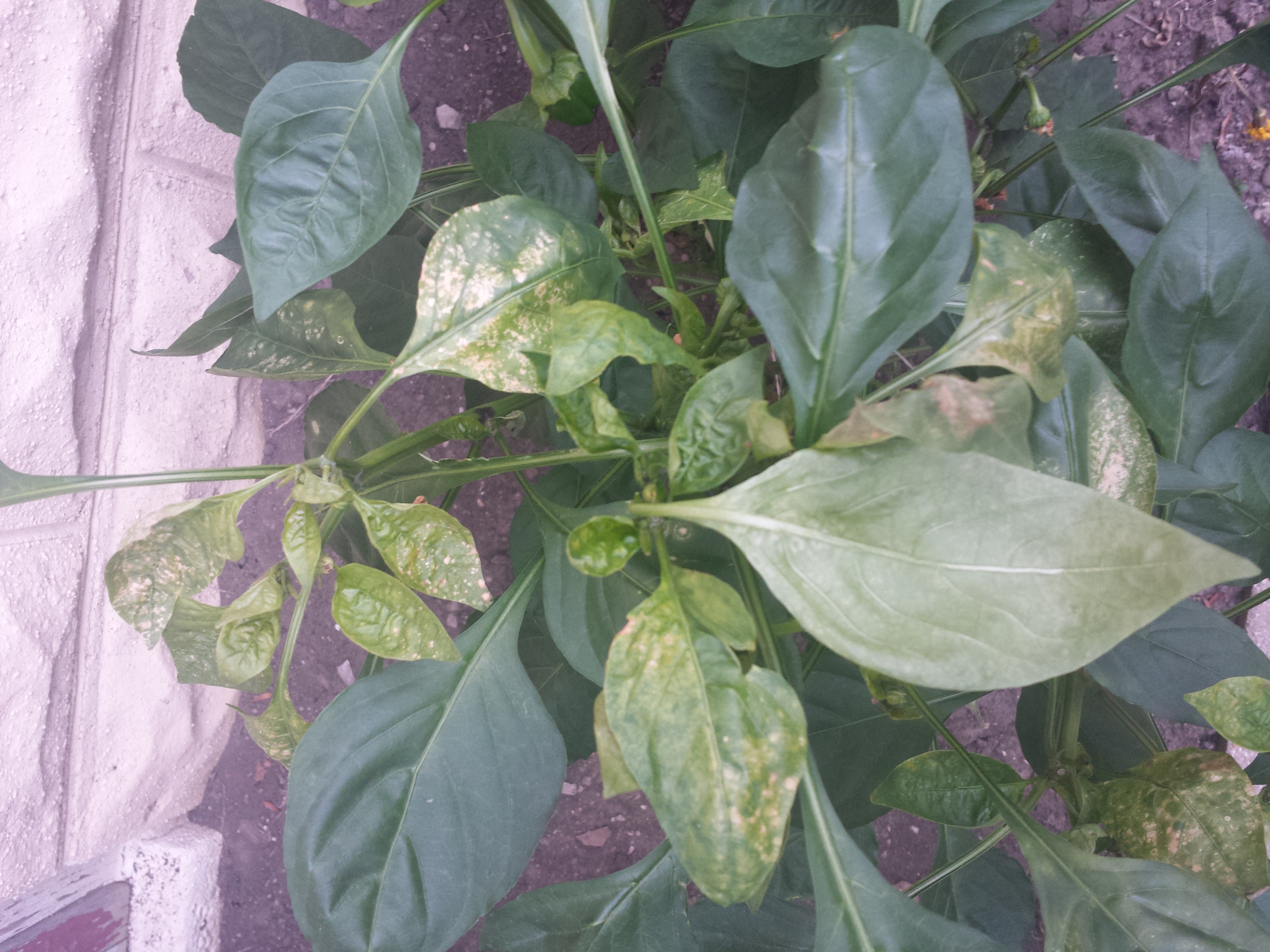 Pepper, bell Bell pepper plant problem