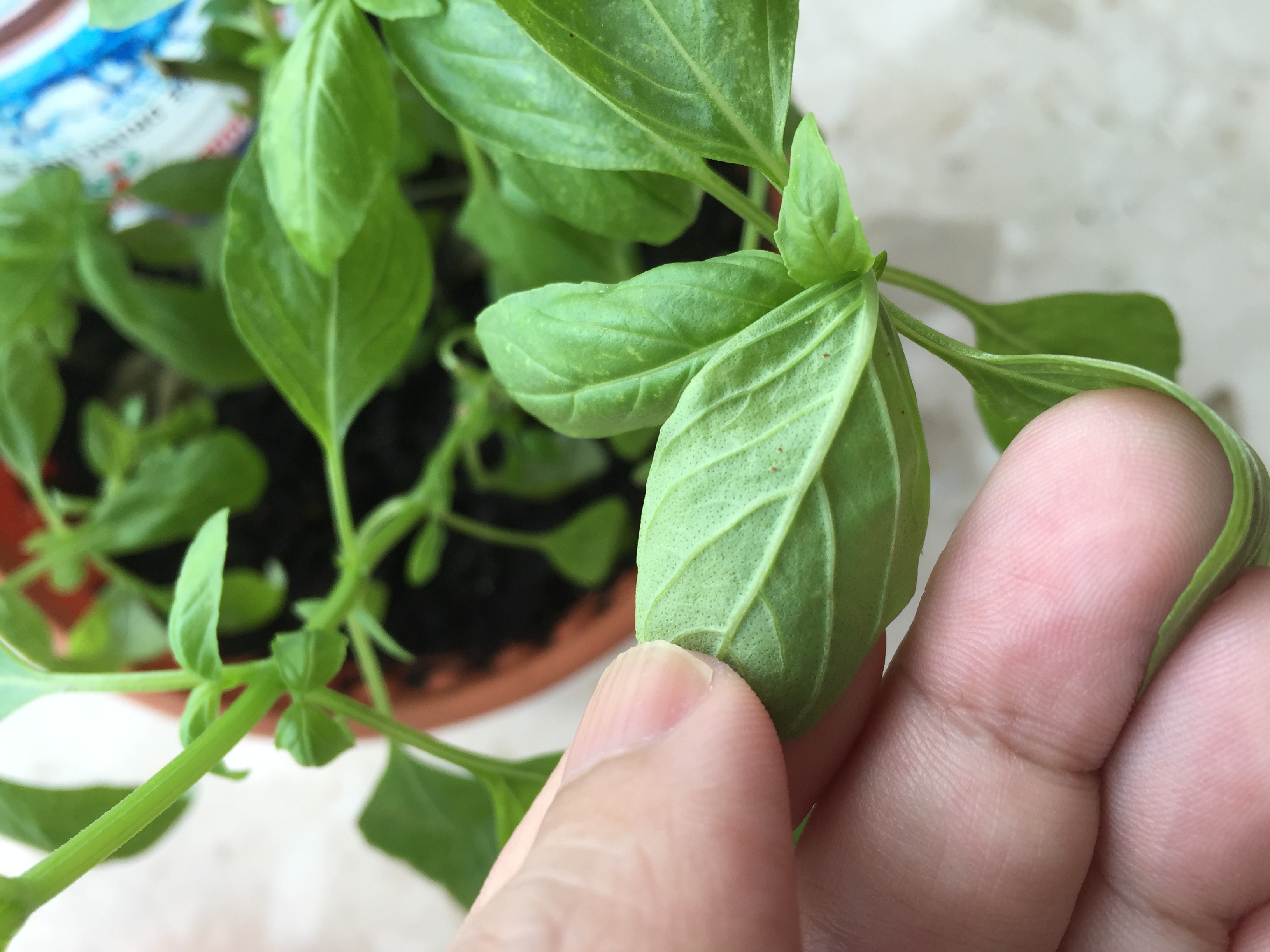 Basil How to treat white spots on my basil plant?