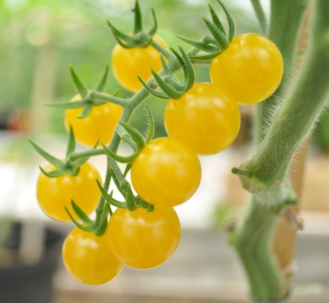 Garlic Garlic bulb forming on aboveground stem of plant