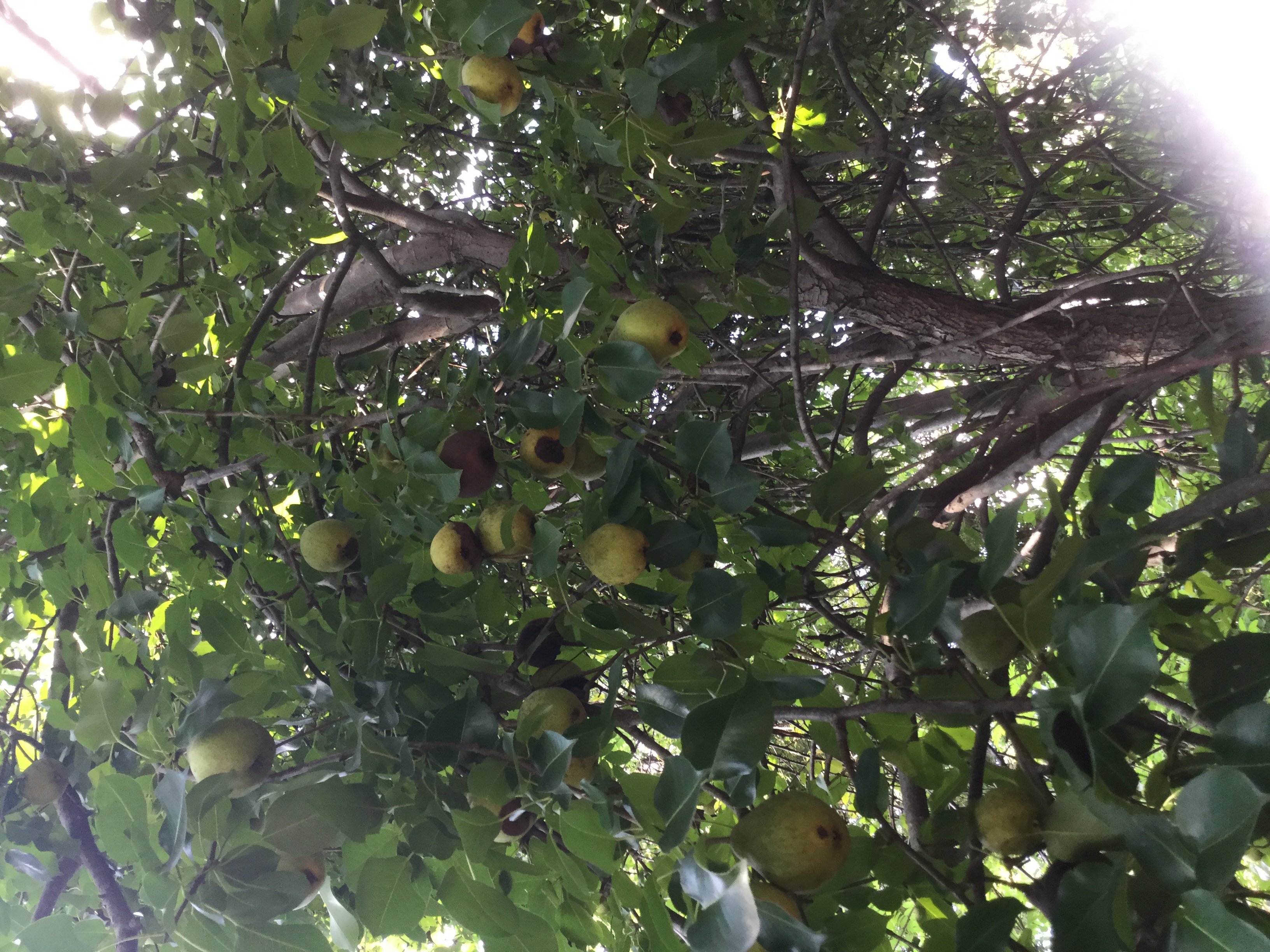 Pear Pears growing , turn brown on the bottom then fall off