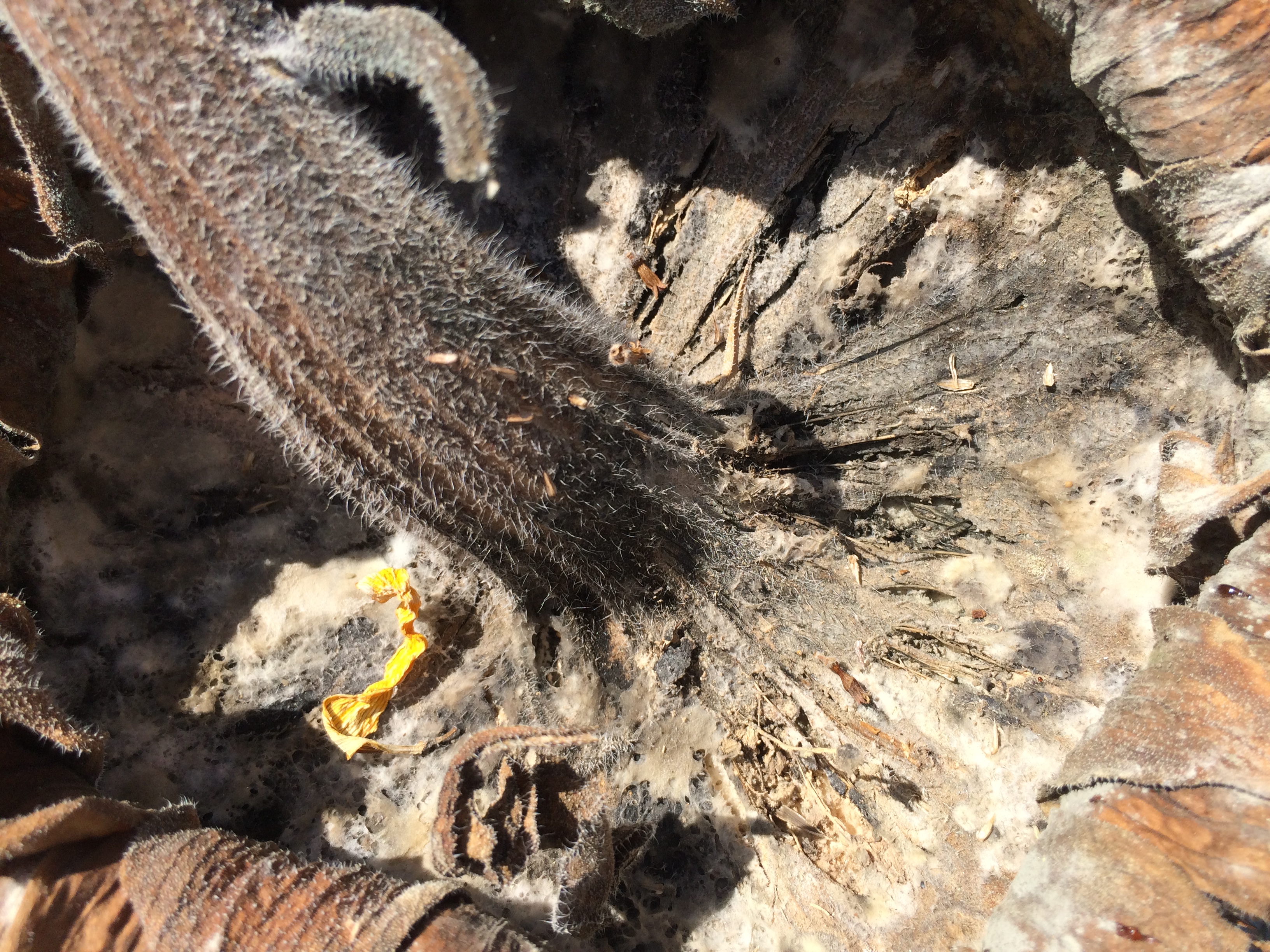 Sunflower Safety of Mold on Sunflowers